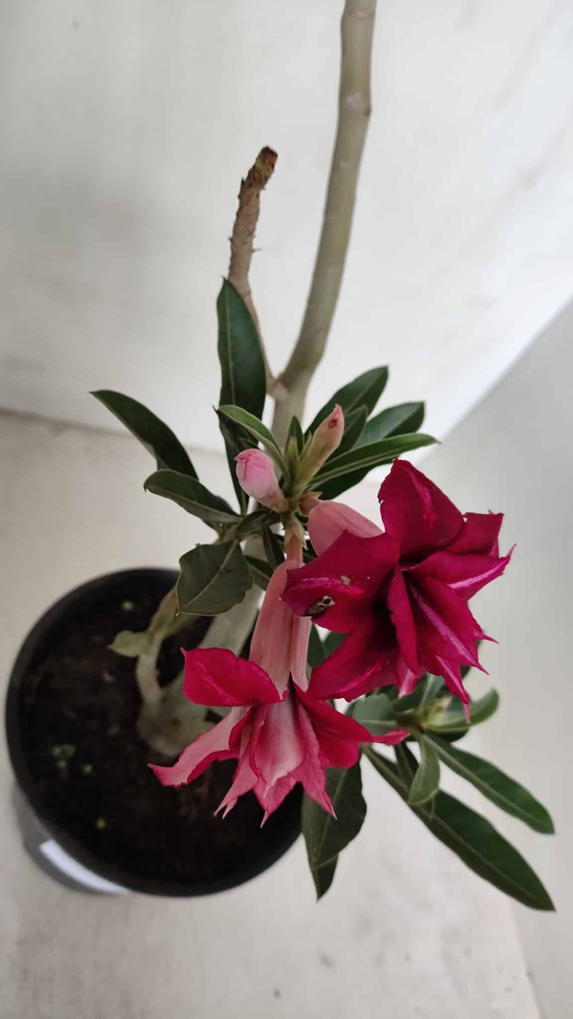 Planta Dobrada 3191 – 35cm – 03 anos