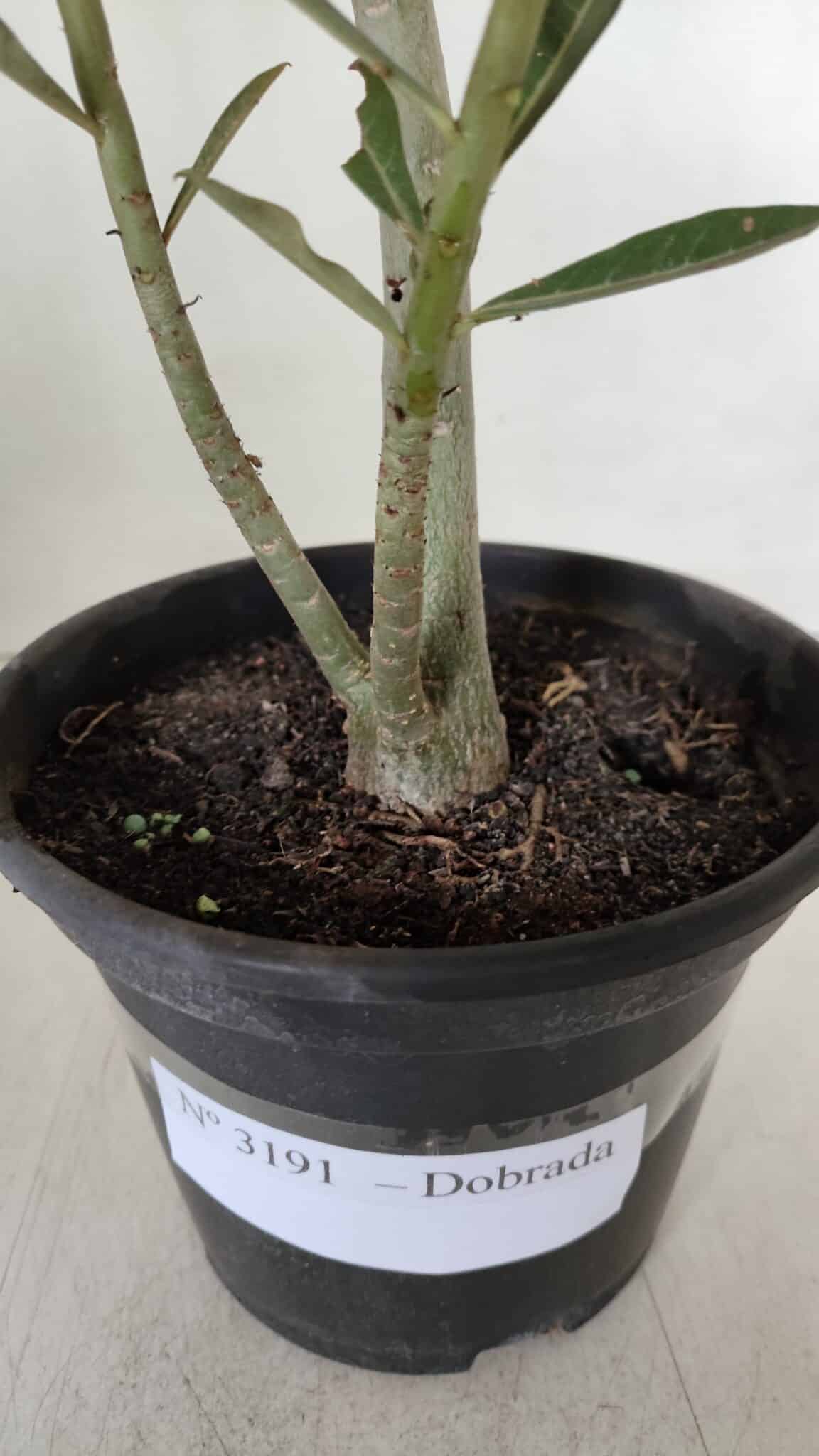 Planta Dobrada 3191 – 35cm – 03 anos