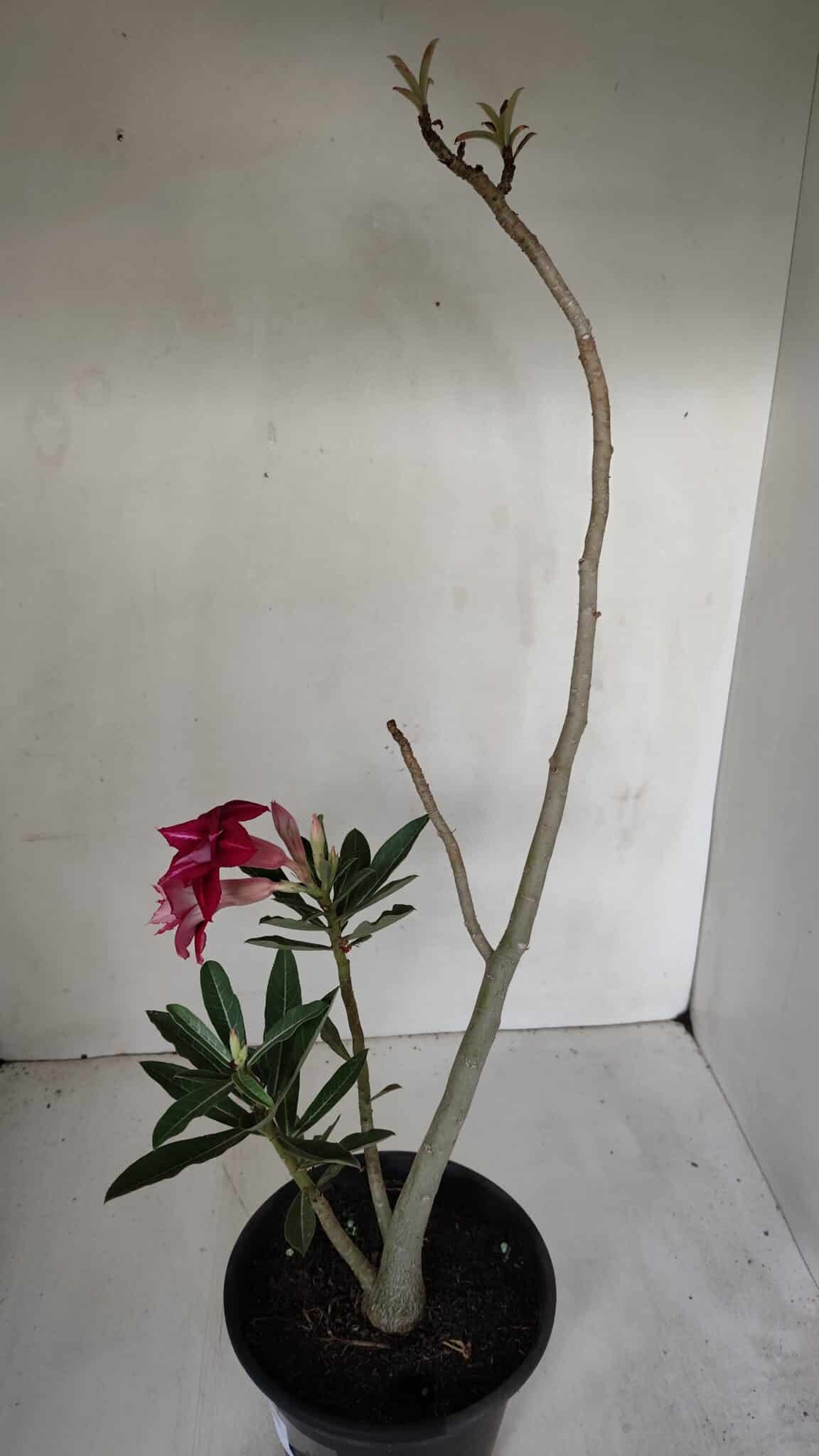 Planta Dobrada 3191 – 35cm – 03 anos