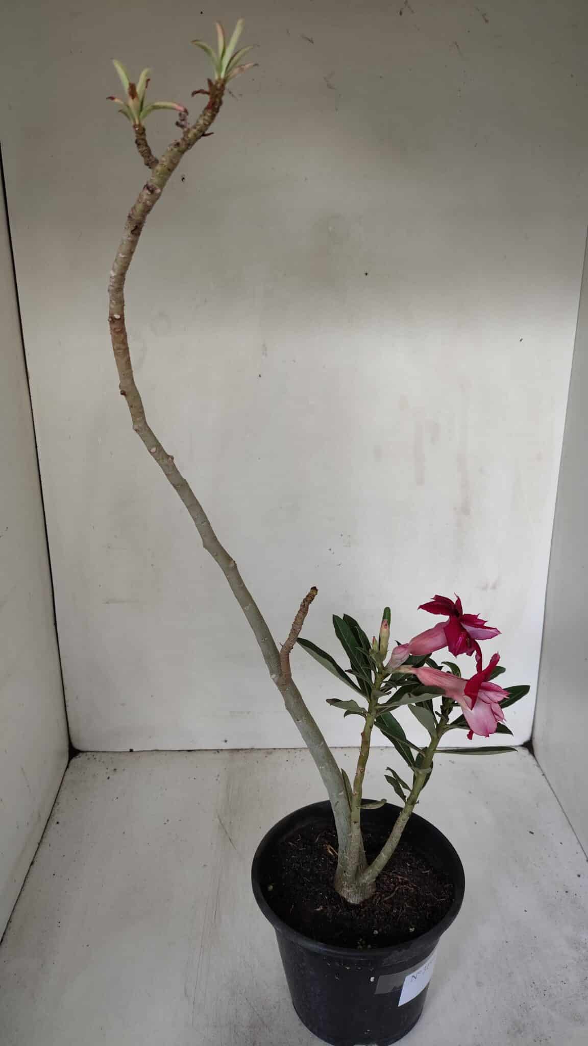 Planta Dobrada 3191 – 35cm – 03 anos