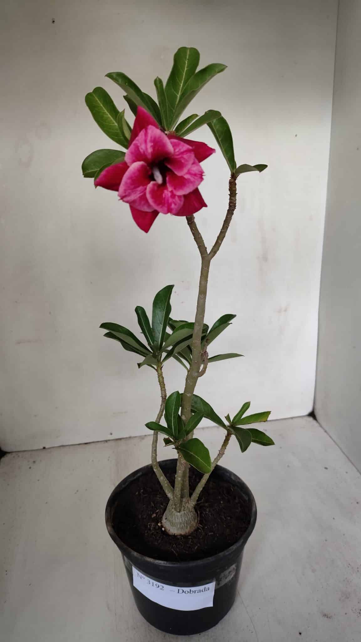 Planta Dobrada 3192 – 35cm – 03 anos