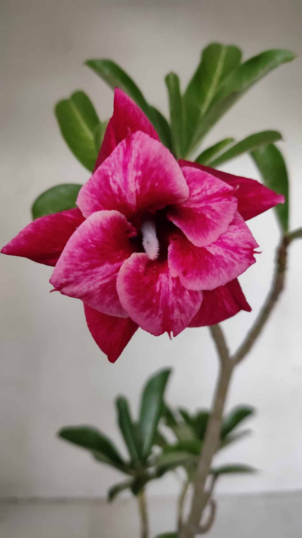 Planta Dobrada 3192 – 35cm – 03 anos