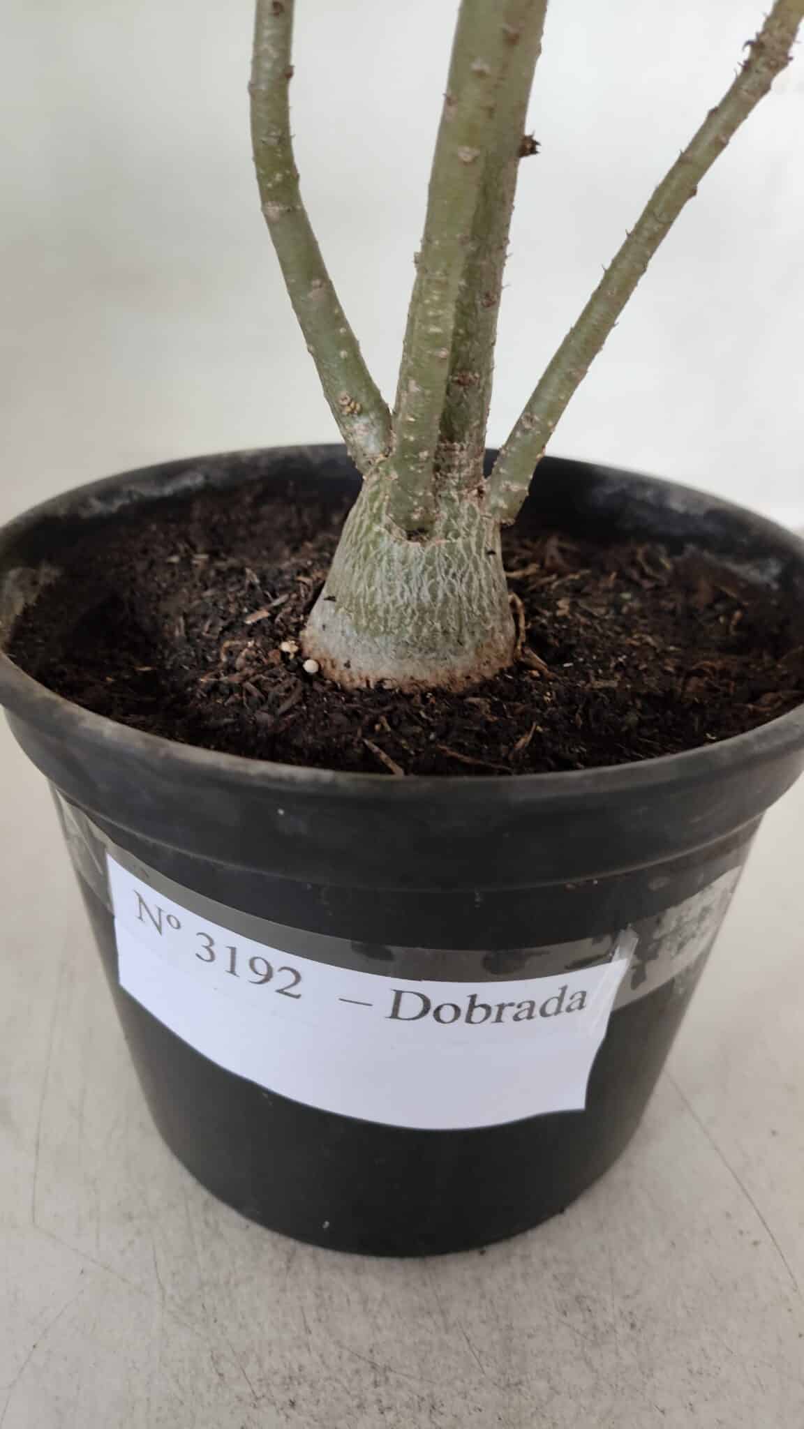 Planta Dobrada 3192 – 35cm – 03 anos