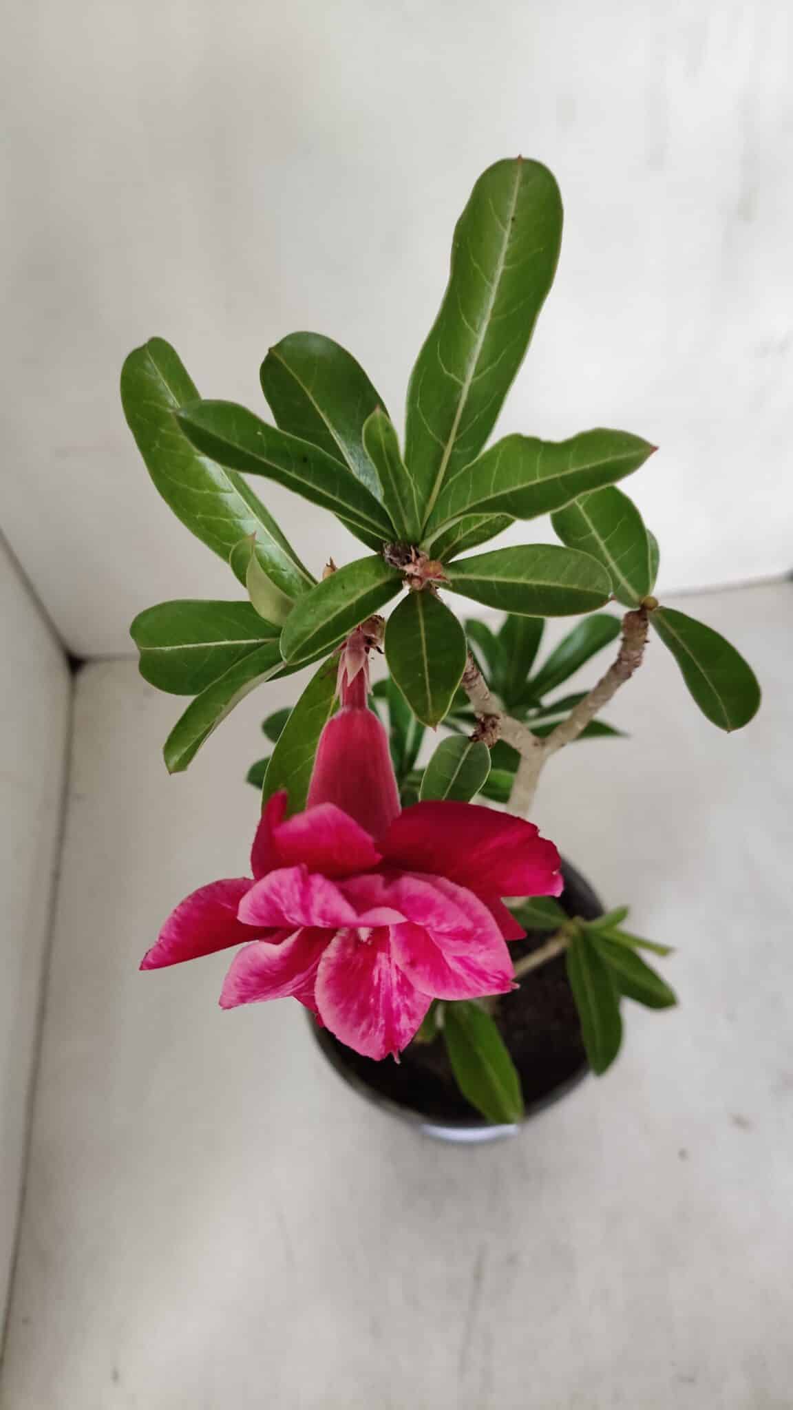Planta Dobrada 3192 – 35cm – 03 anos
