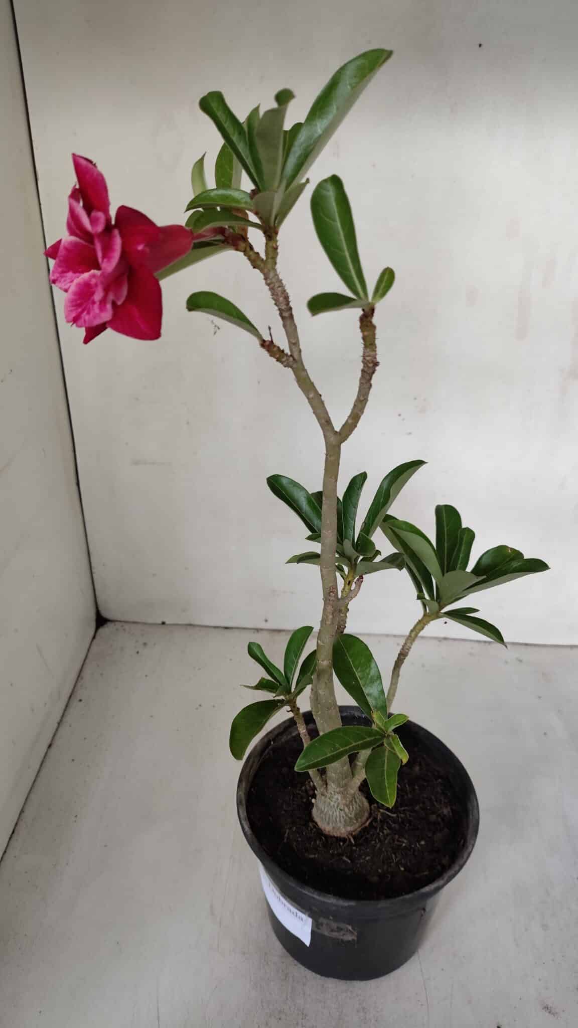 Planta Dobrada 3192 – 35cm – 03 anos