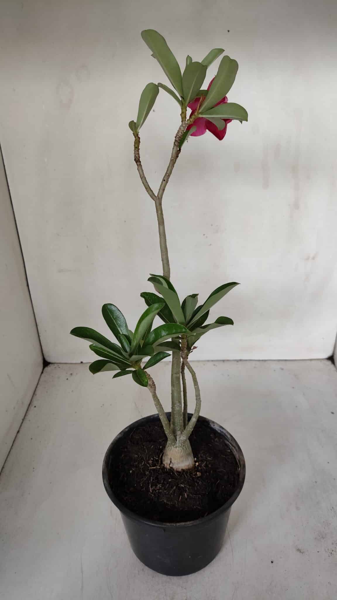 Planta Dobrada 3192 – 35cm – 03 anos