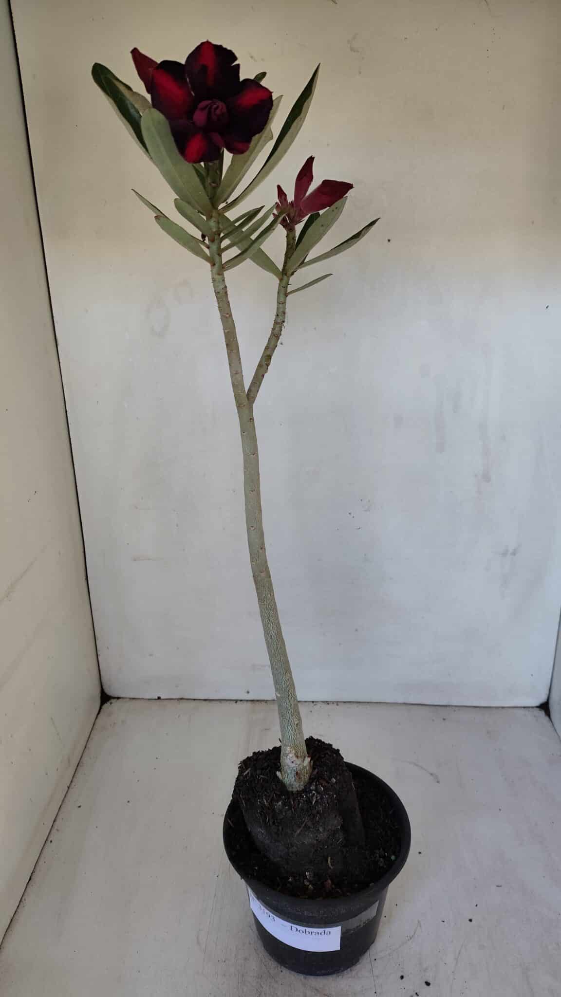 Planta Dobrada 3193 – 35cm – 03 anos
