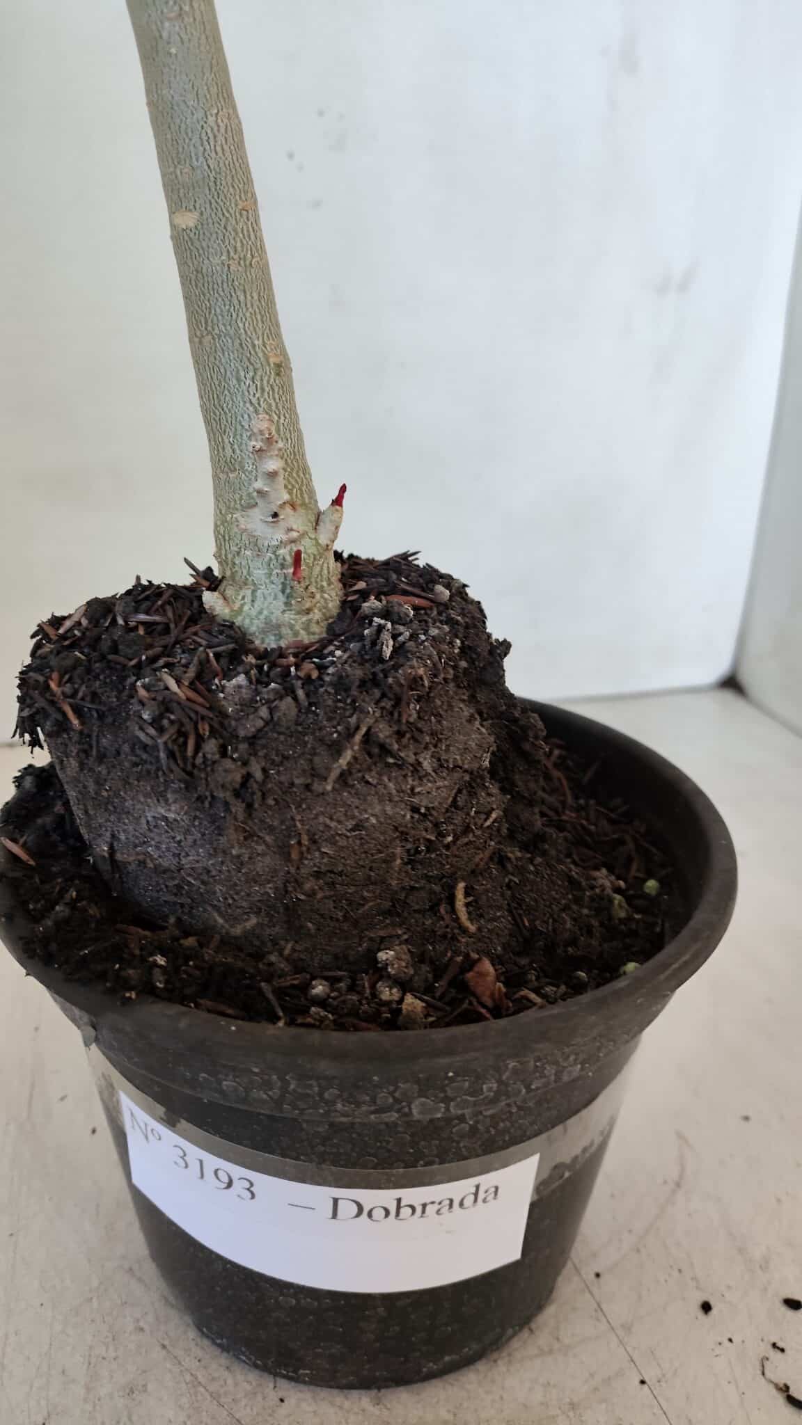 Planta Dobrada 3193 – 35cm – 03 anos