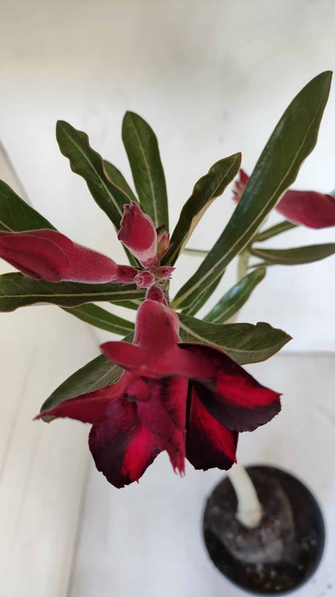 Planta Dobrada 3193 – 35cm – 03 anos