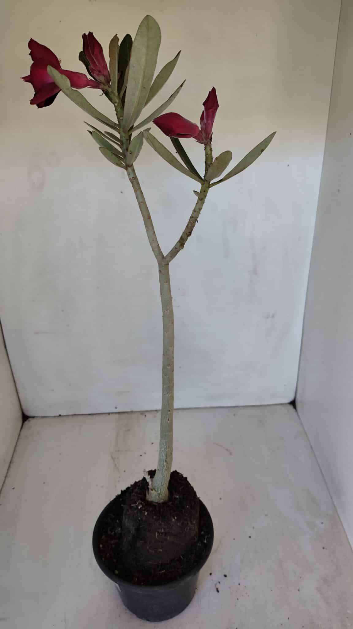 Planta Dobrada 3193 – 35cm – 03 anos