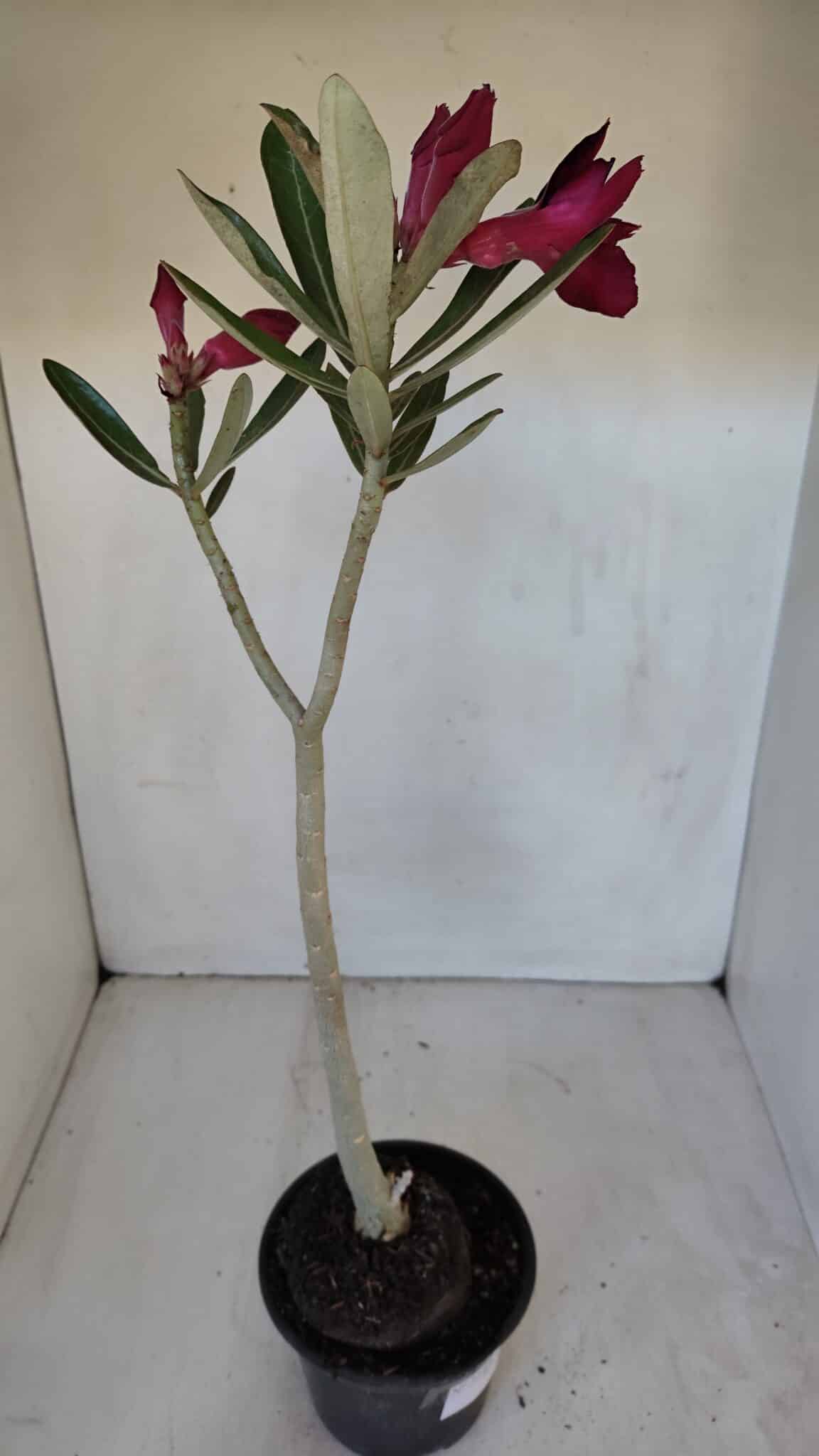 Planta Dobrada 3193 – 35cm – 03 anos