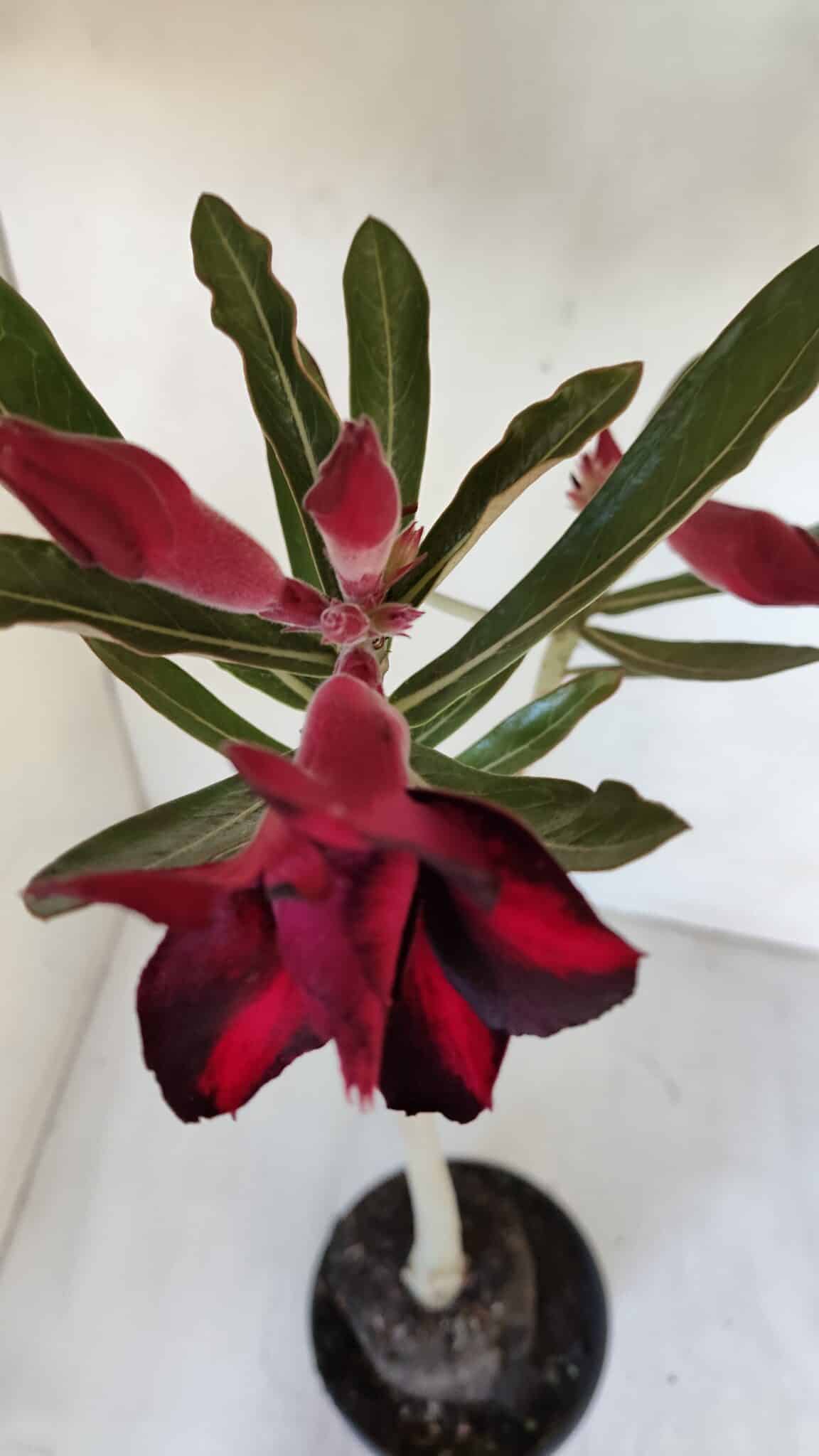 Planta Dobrada 3193 – 35cm – 03 anos