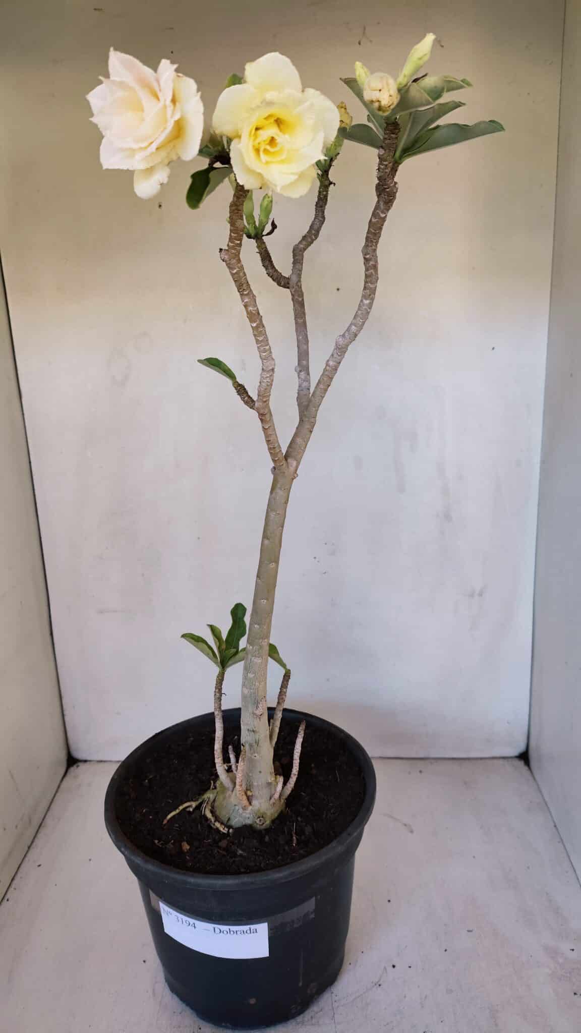 Planta Dobrada 3193 – 35cm – 03 anos