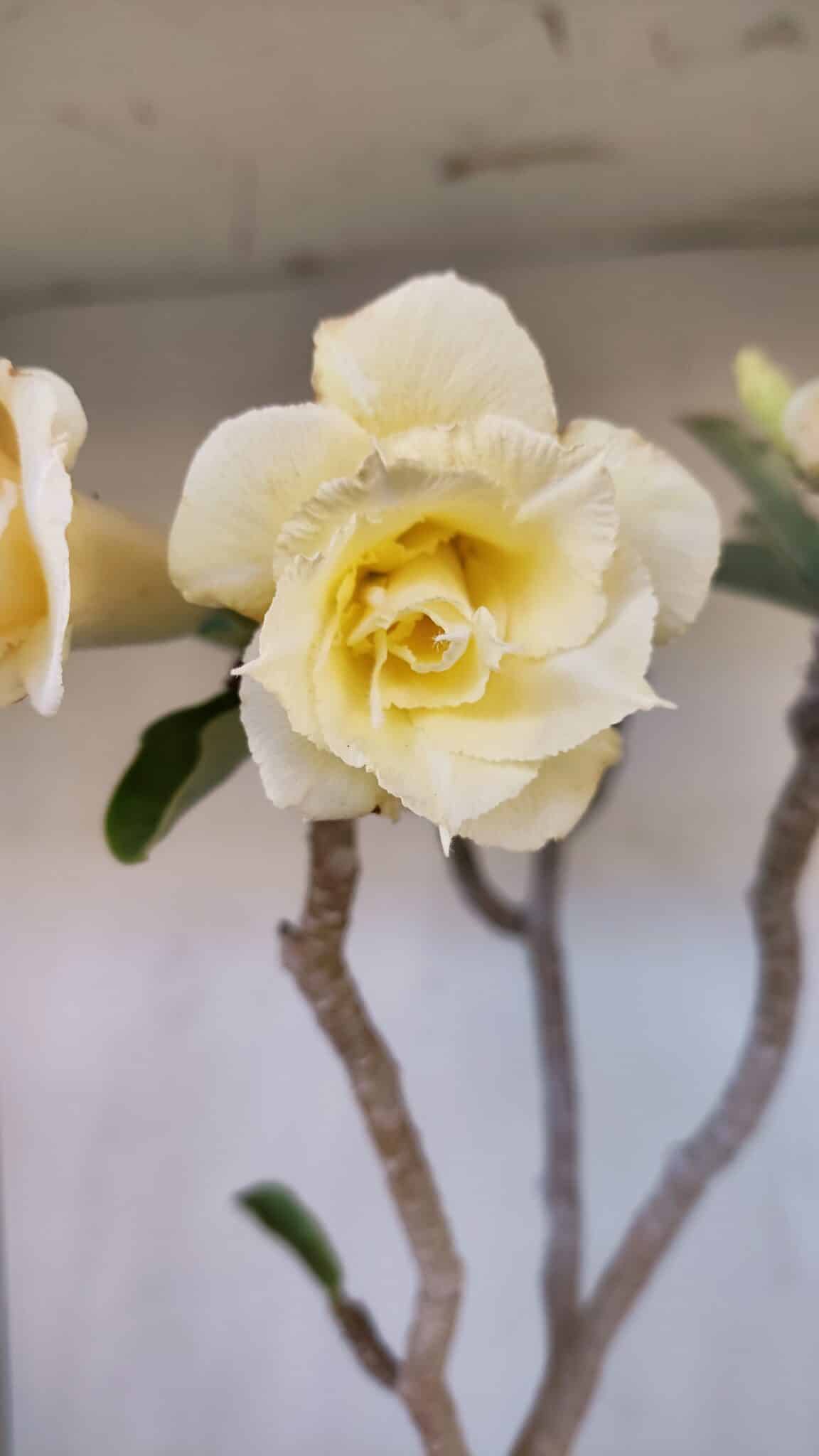 Planta Dobrada 3194 – 35cm – 04 anos