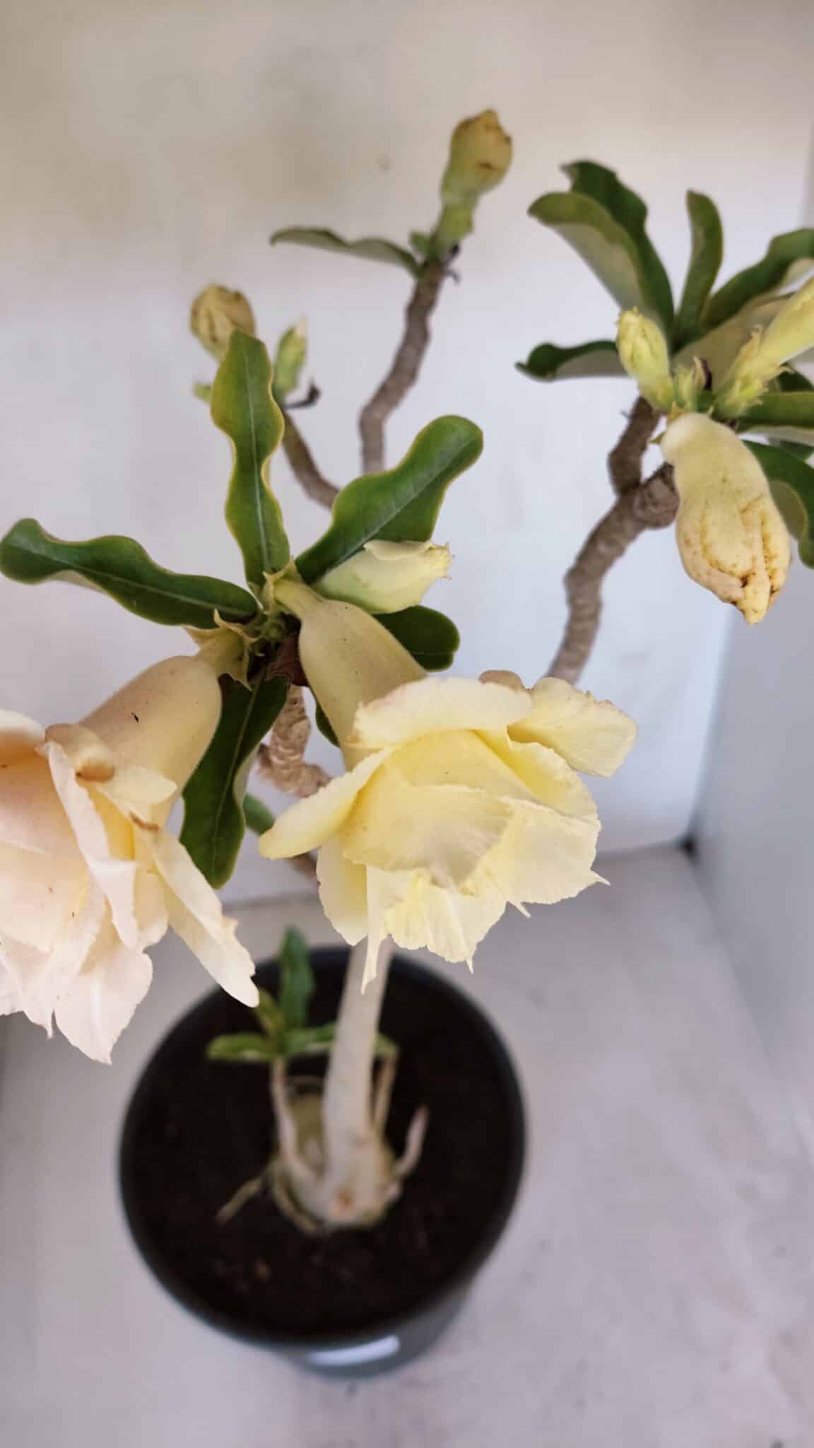 Planta Dobrada 3194 – 35cm – 04 anos