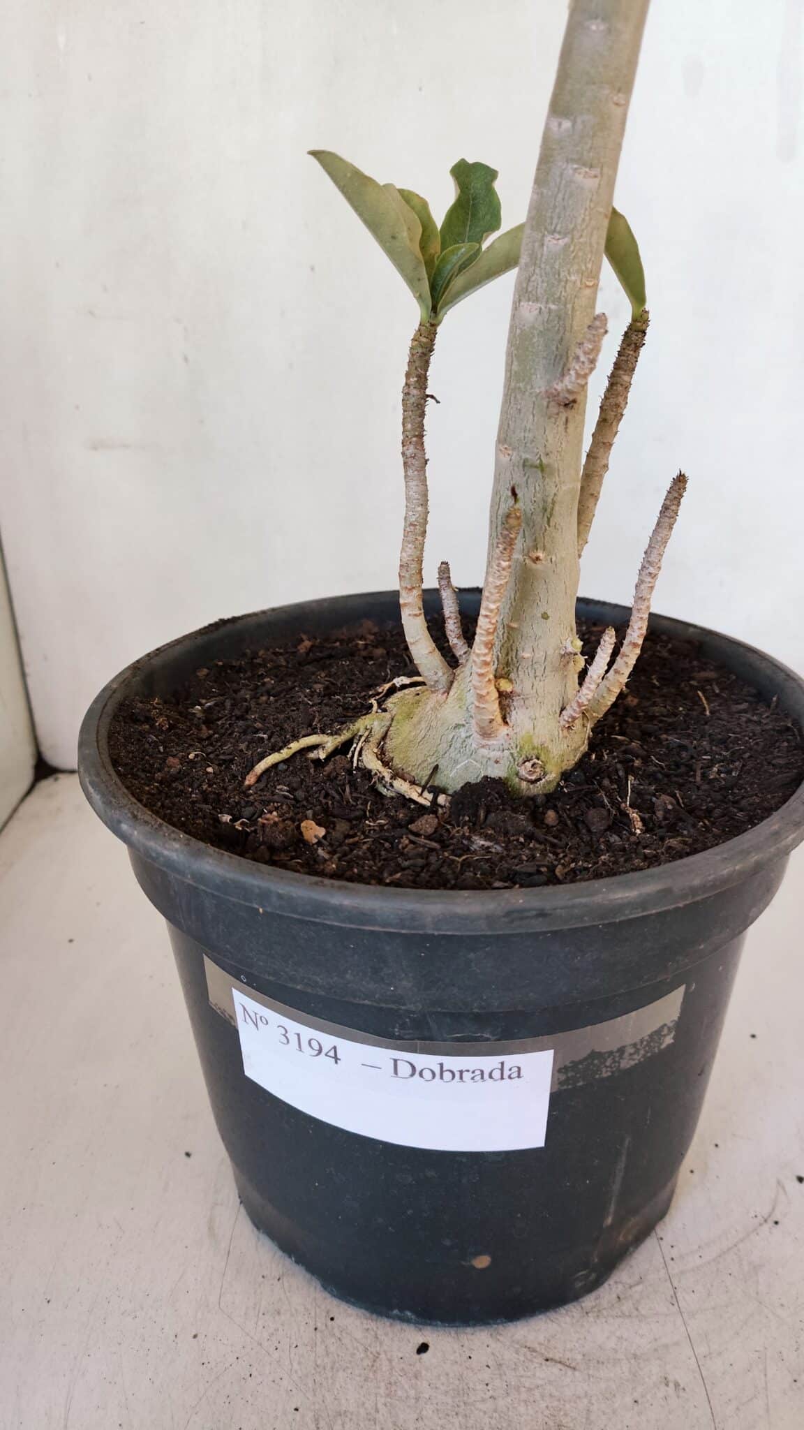 Planta Dobrada 3194 – 35cm – 04 anos