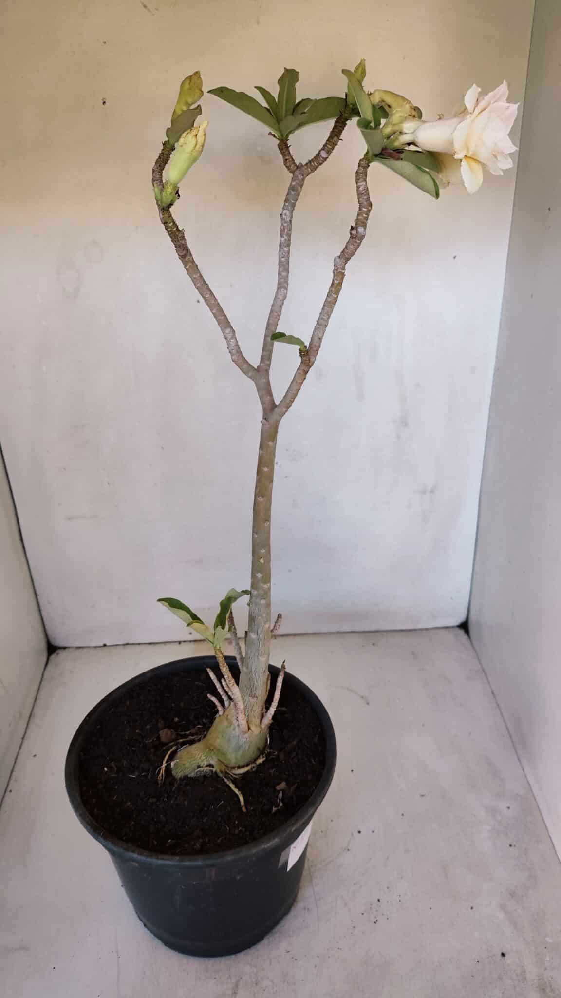 Planta Dobrada 3194 – 35cm – 04 anos