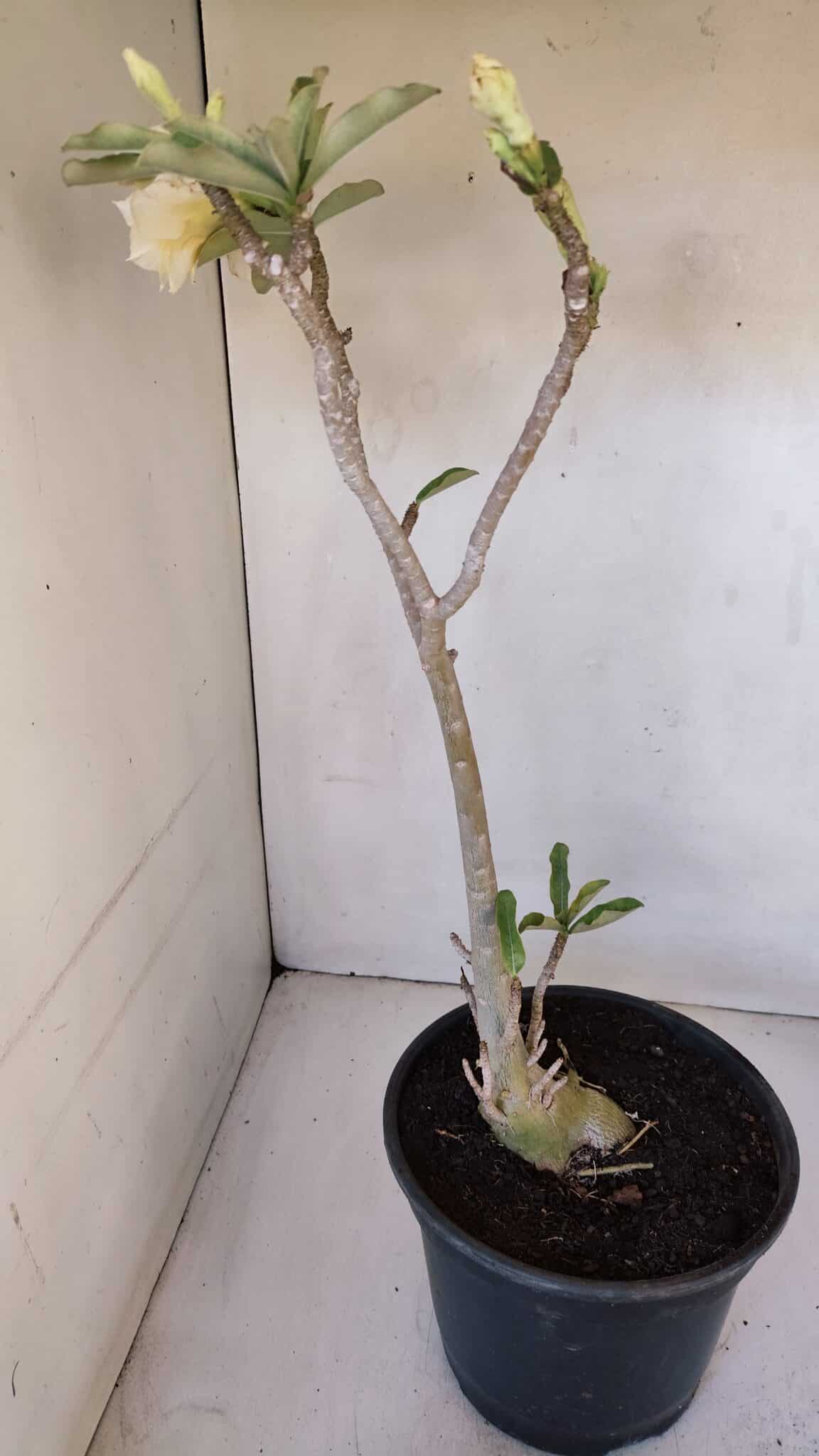 Planta Dobrada 3194 – 35cm – 04 anos