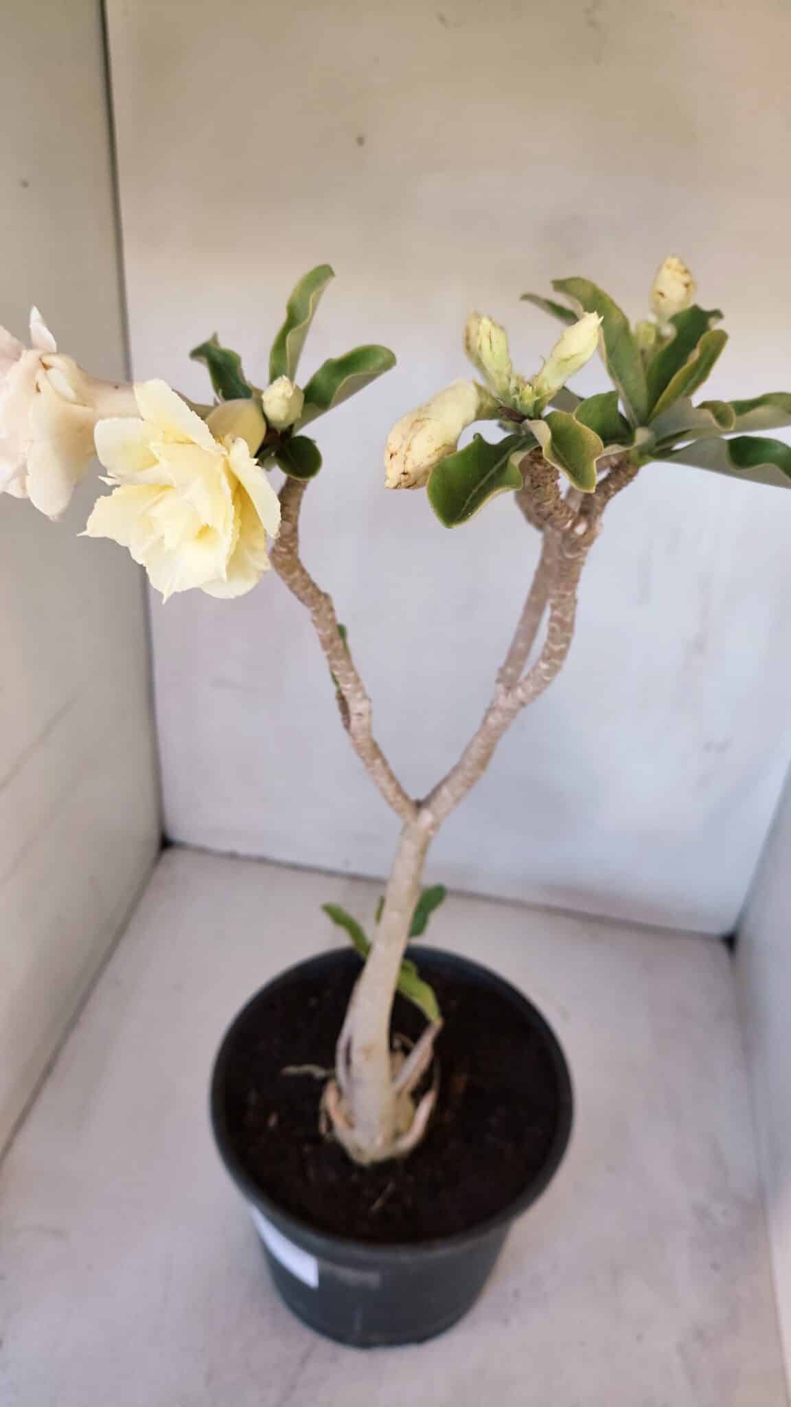Planta Dobrada 3194 – 35cm – 04 anos