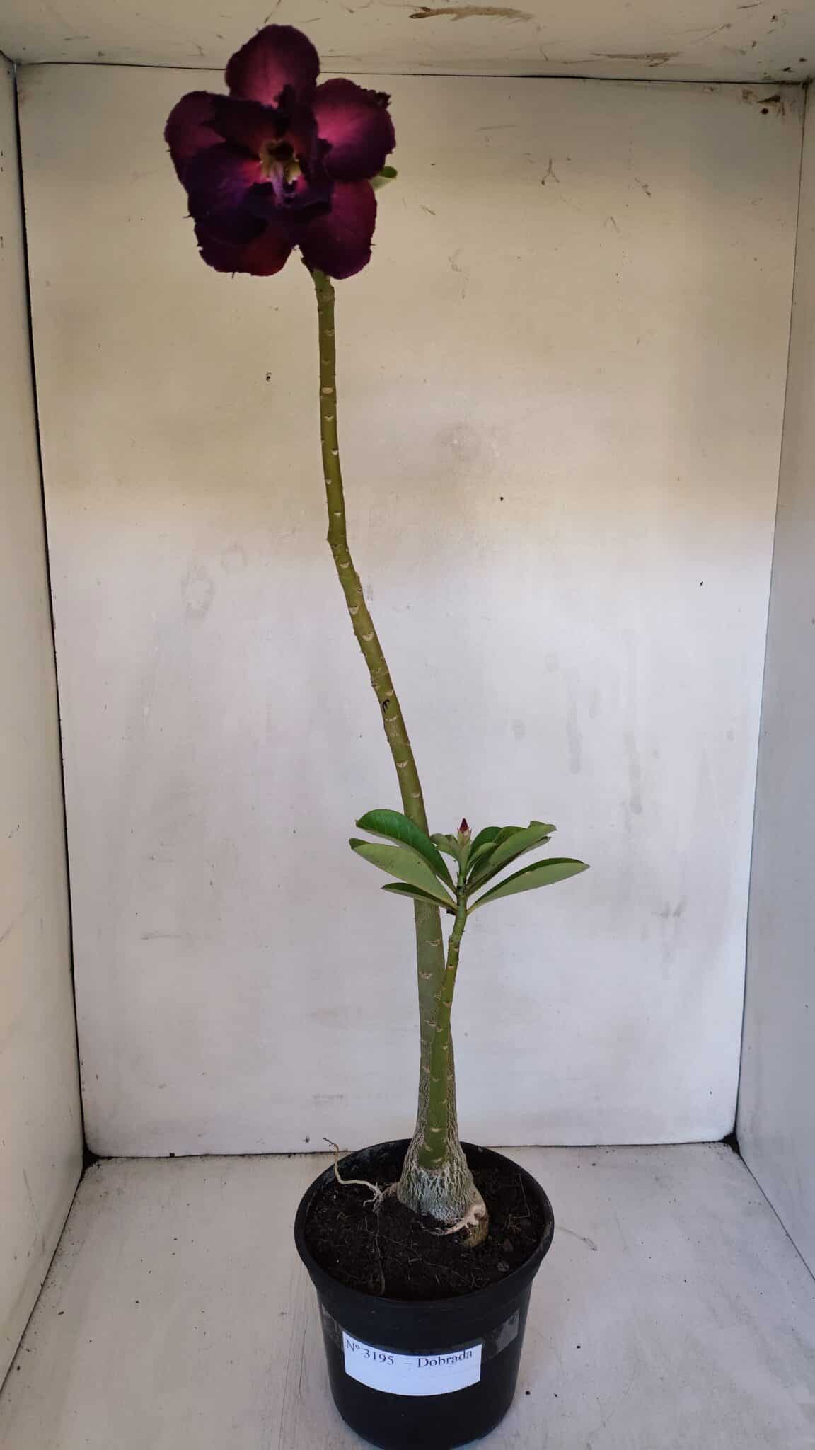 Planta Dobrada 3195 – 35cm – 03 anos