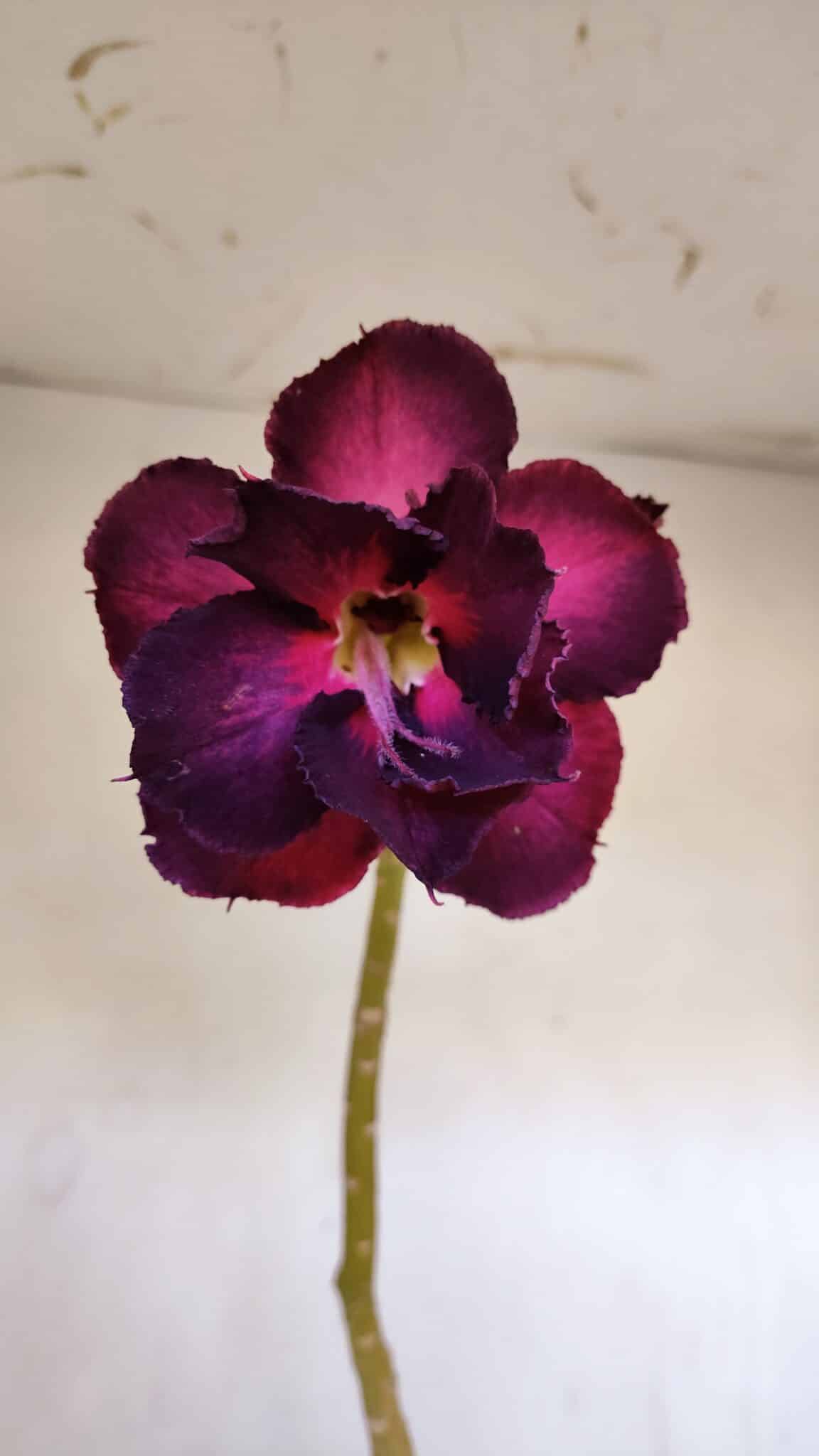 Planta Dobrada 3195 – 35cm – 03 anos
