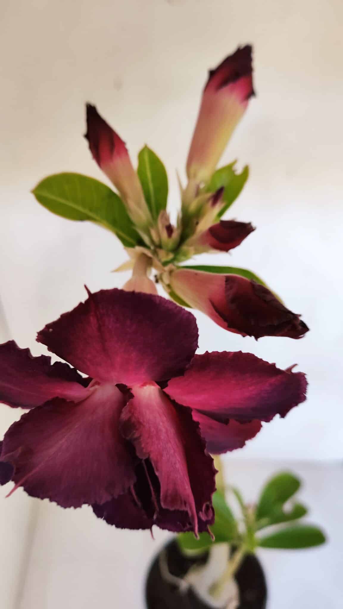 Planta Dobrada 3195 – 35cm – 03 anos