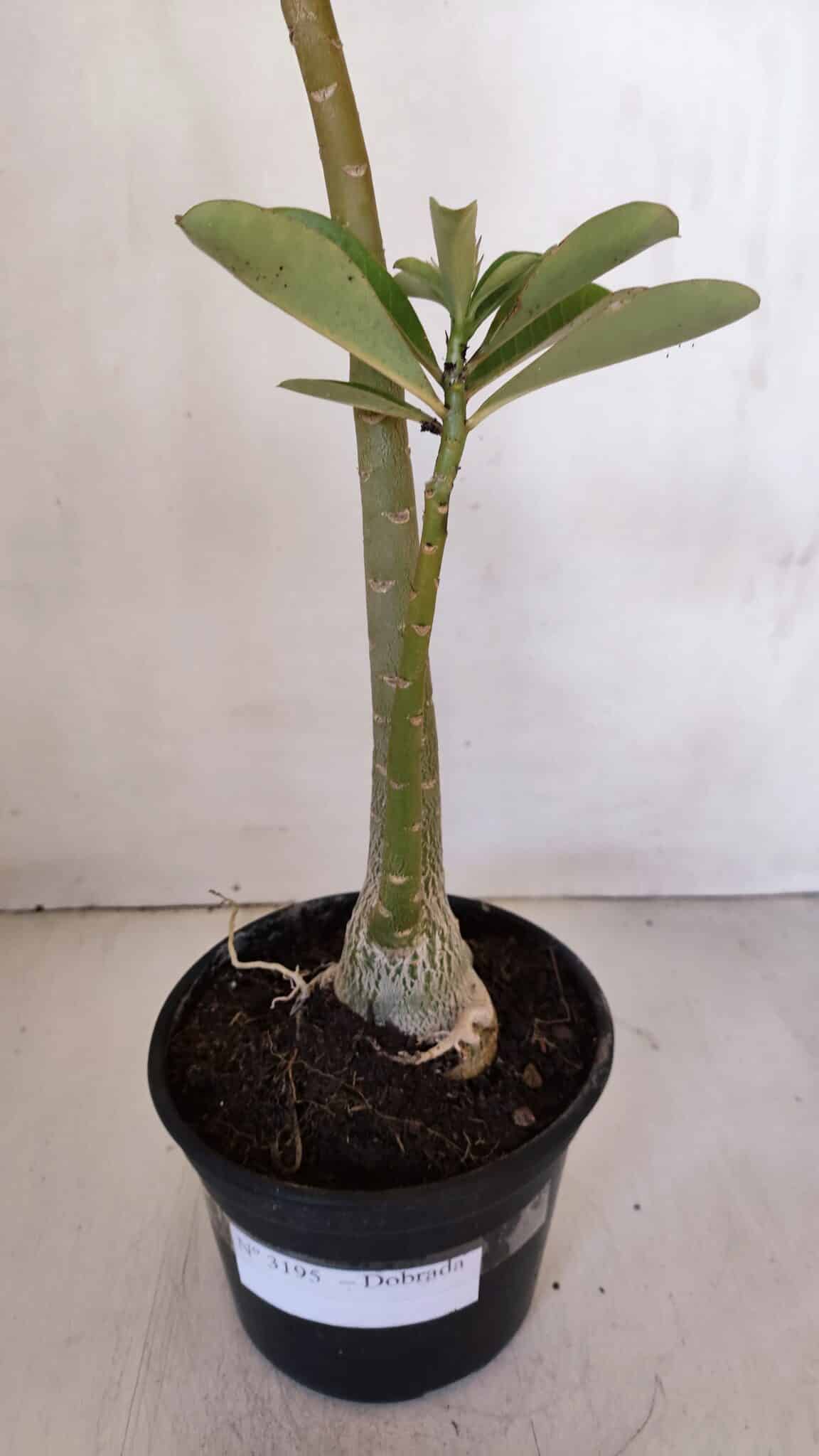 Planta Dobrada 3195 – 35cm – 03 anos