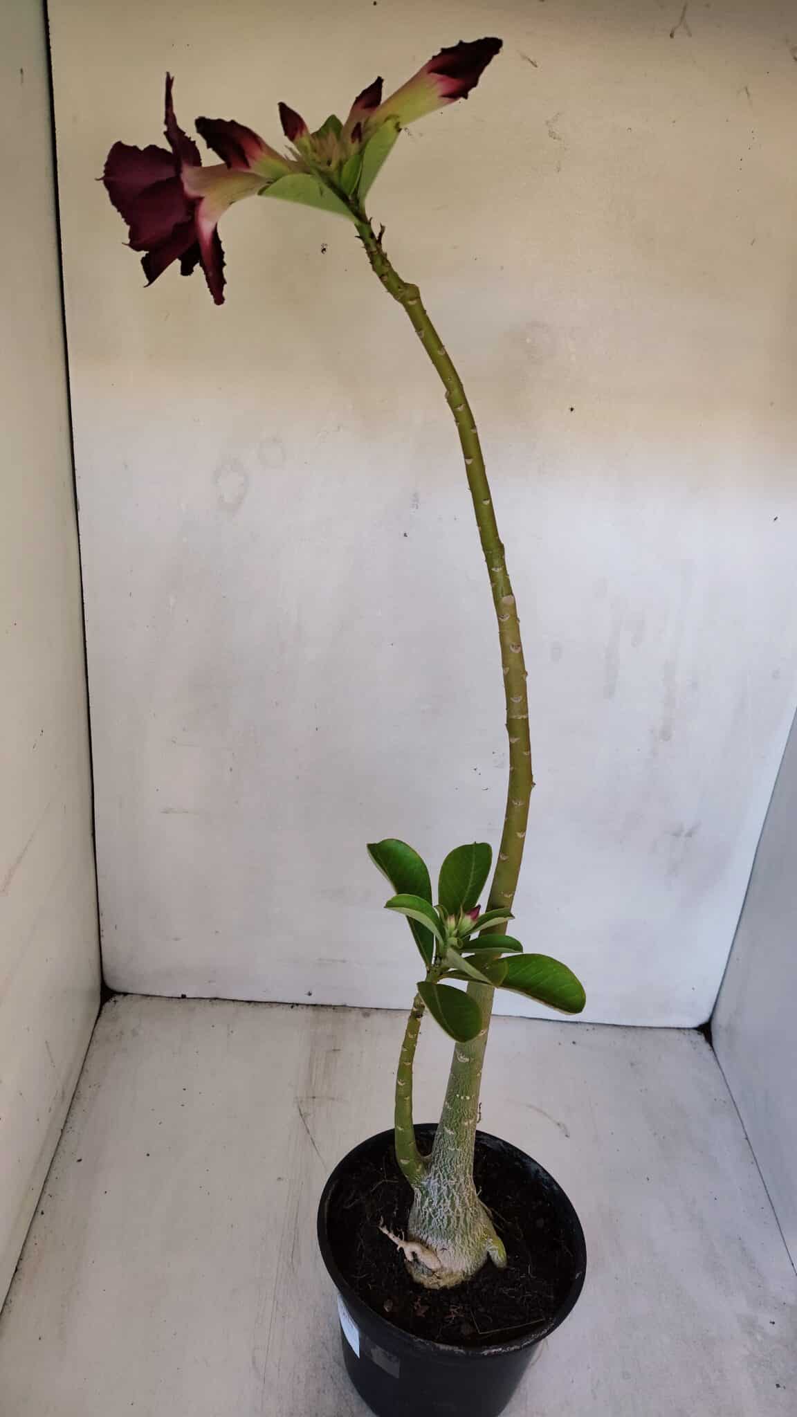 Planta Dobrada 3195 – 35cm – 03 anos