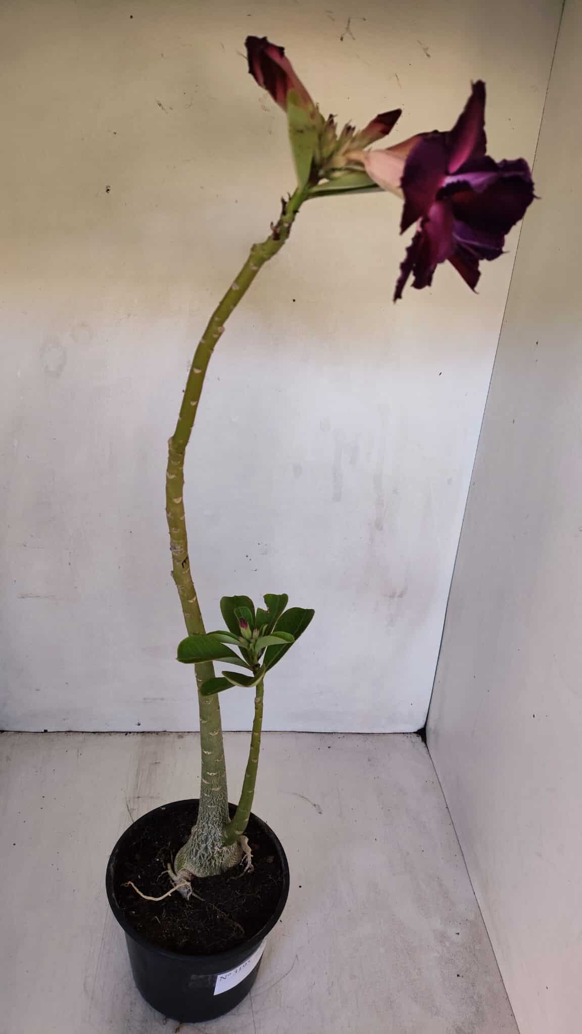 Planta Dobrada 3195 – 35cm – 03 anos