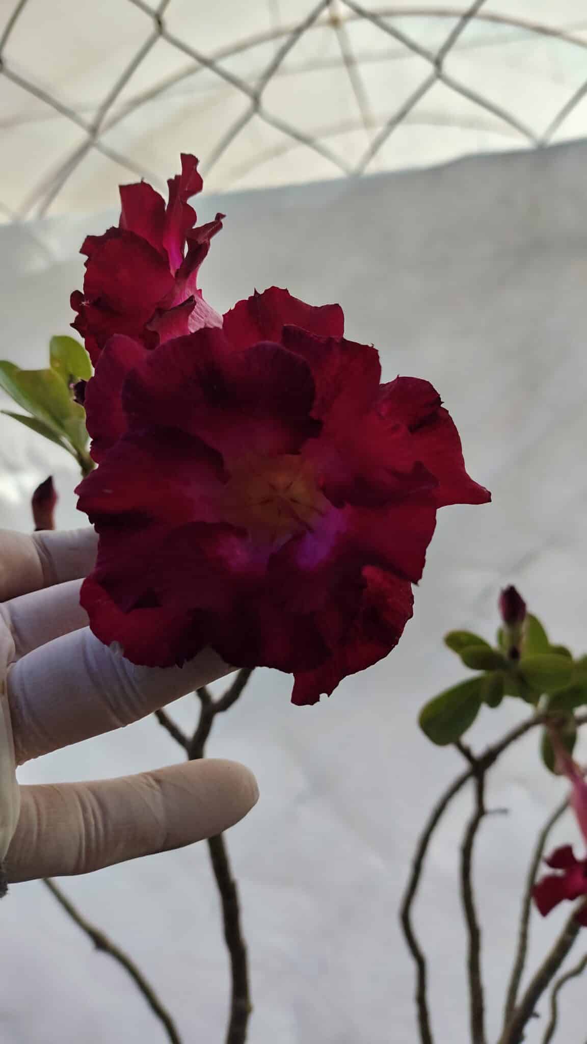 Planta Dobrada 3196 – 95cm – 06 anos