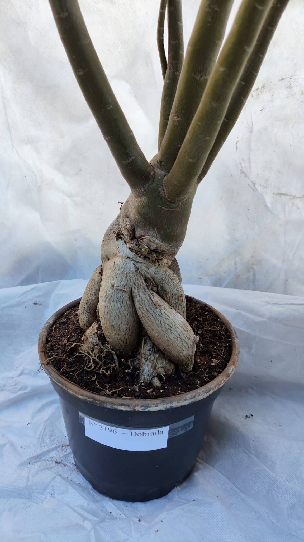 Planta Dobrada 3196 – 95cm – 06 anos