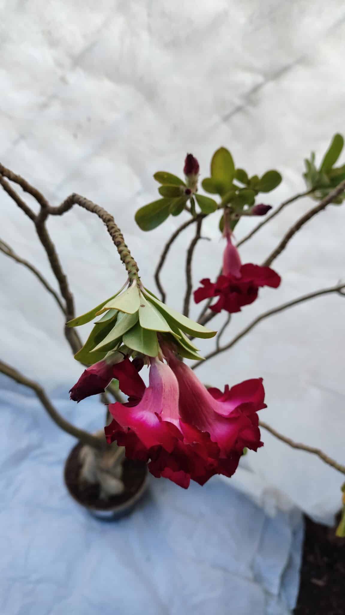 Planta Dobrada 3196 – 95cm – 06 anos