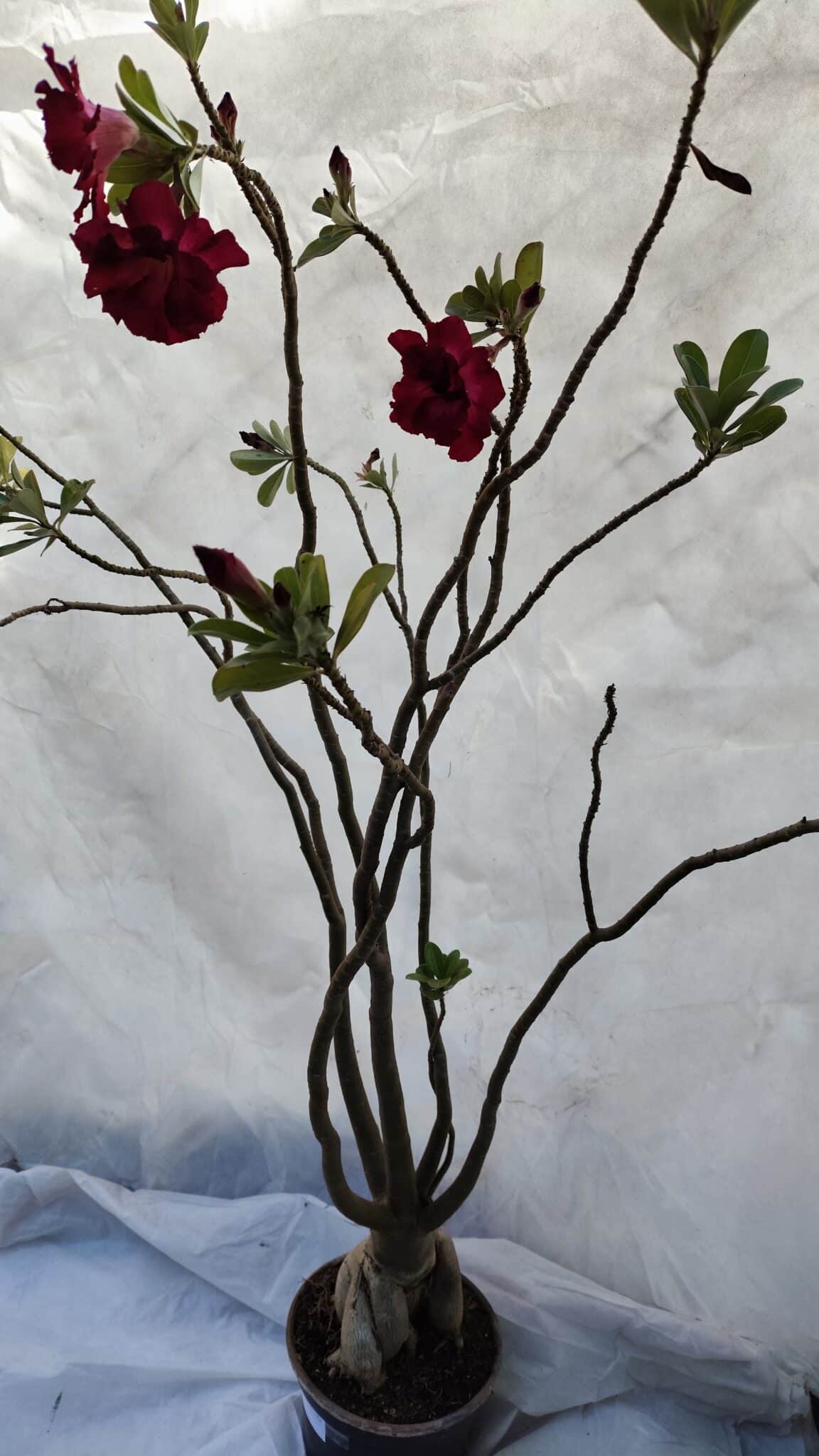 Planta Dobrada 3196 – 95cm – 06 anos