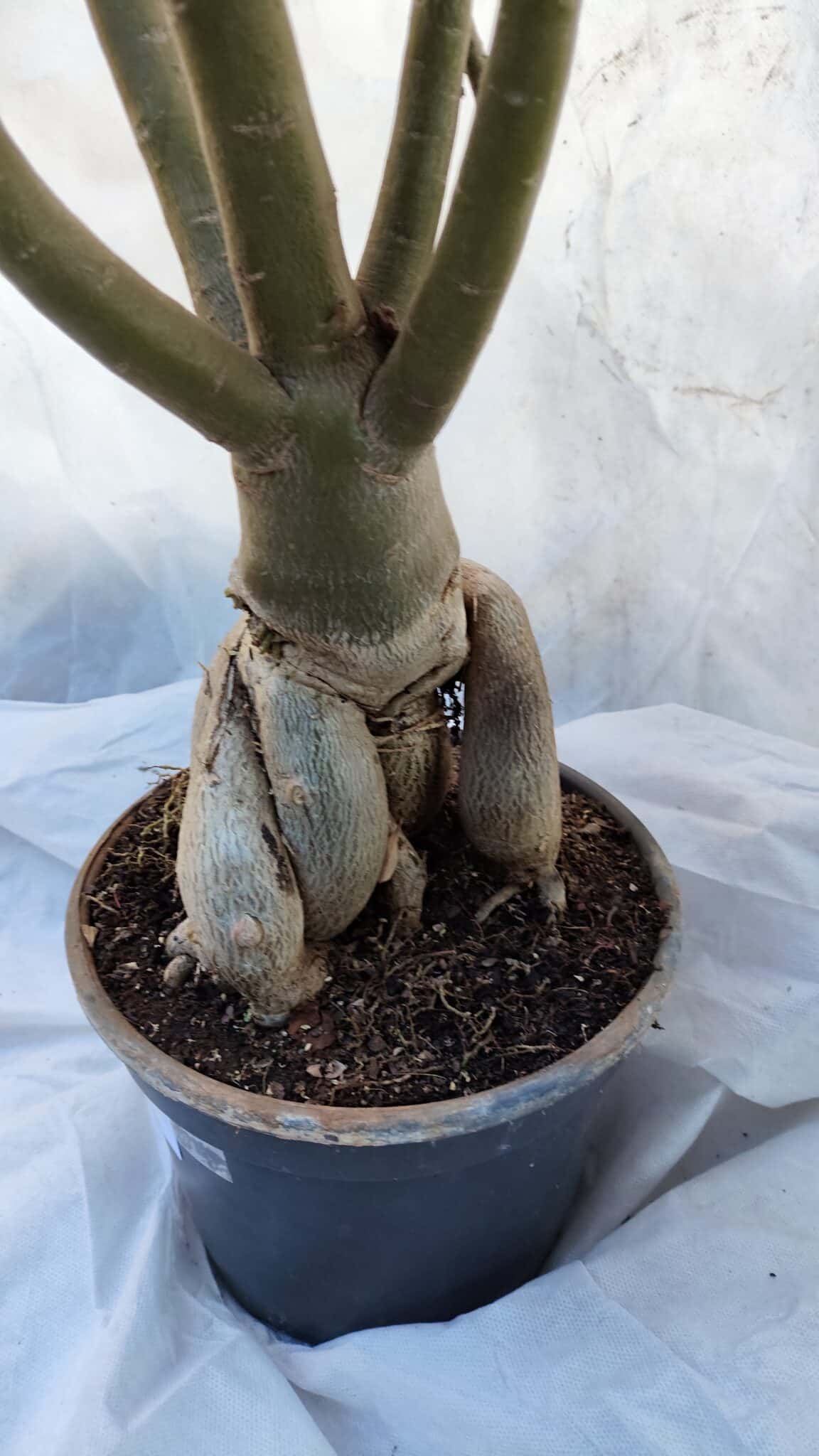 Planta Dobrada 3196 – 95cm – 06 anos