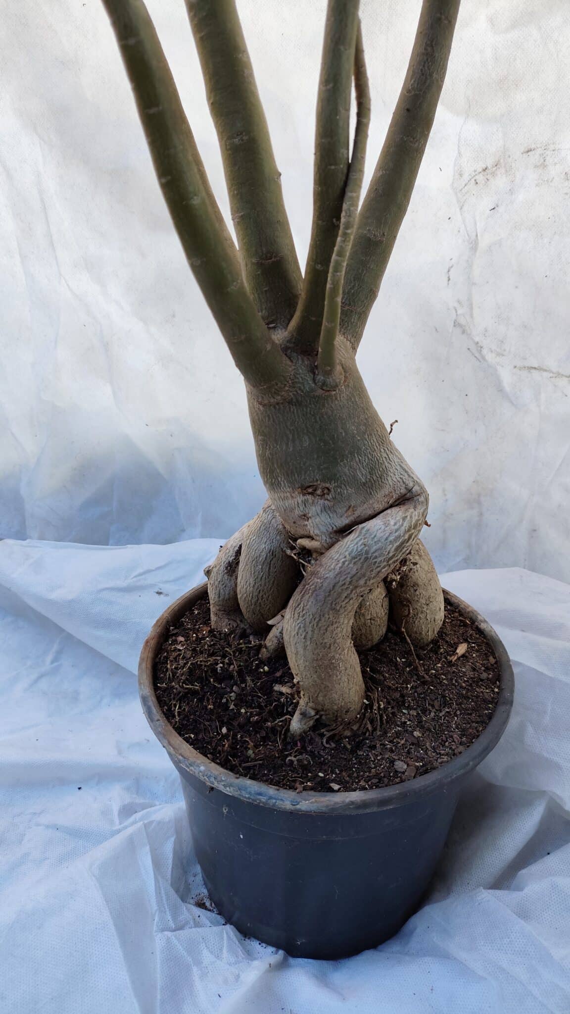 Planta Dobrada 3196 – 95cm – 06 anos