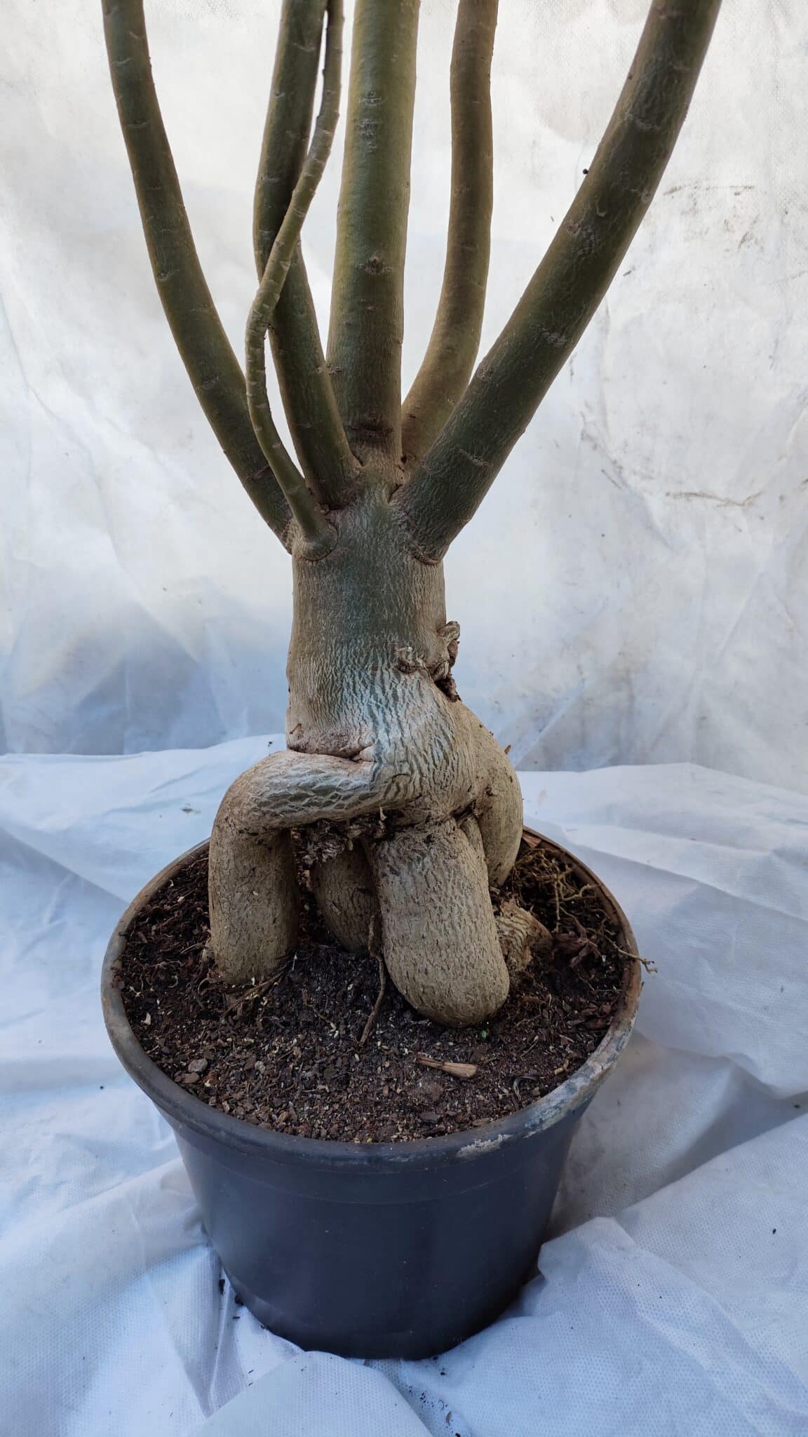 Planta Dobrada 3196 – 95cm – 06 anos