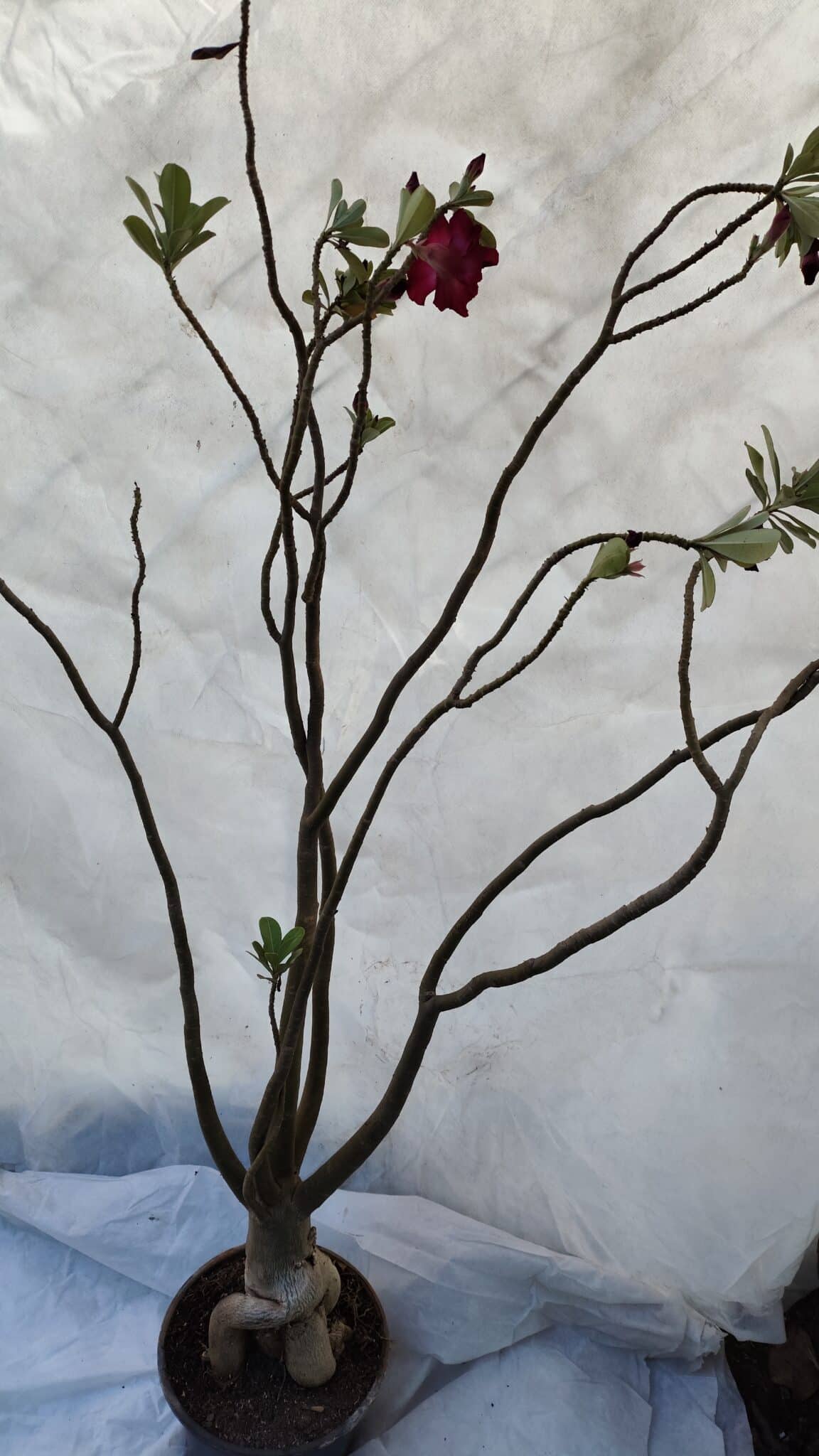 Planta Dobrada 3196 – 95cm – 06 anos