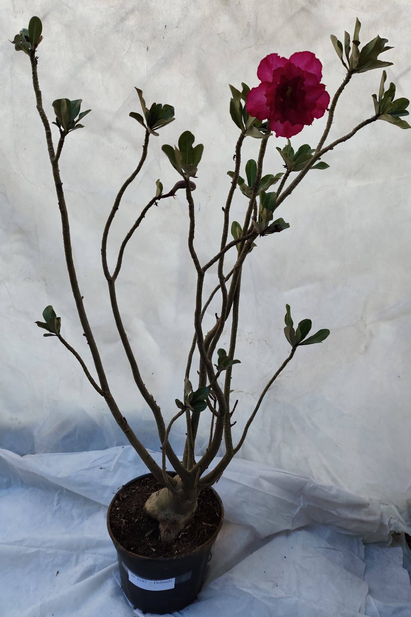 Planta Dobrada 3197 – 75cm – 05 anos