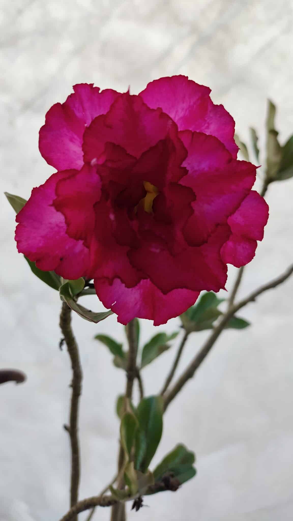 Planta Dobrada 3197 – 75cm – 05 anos