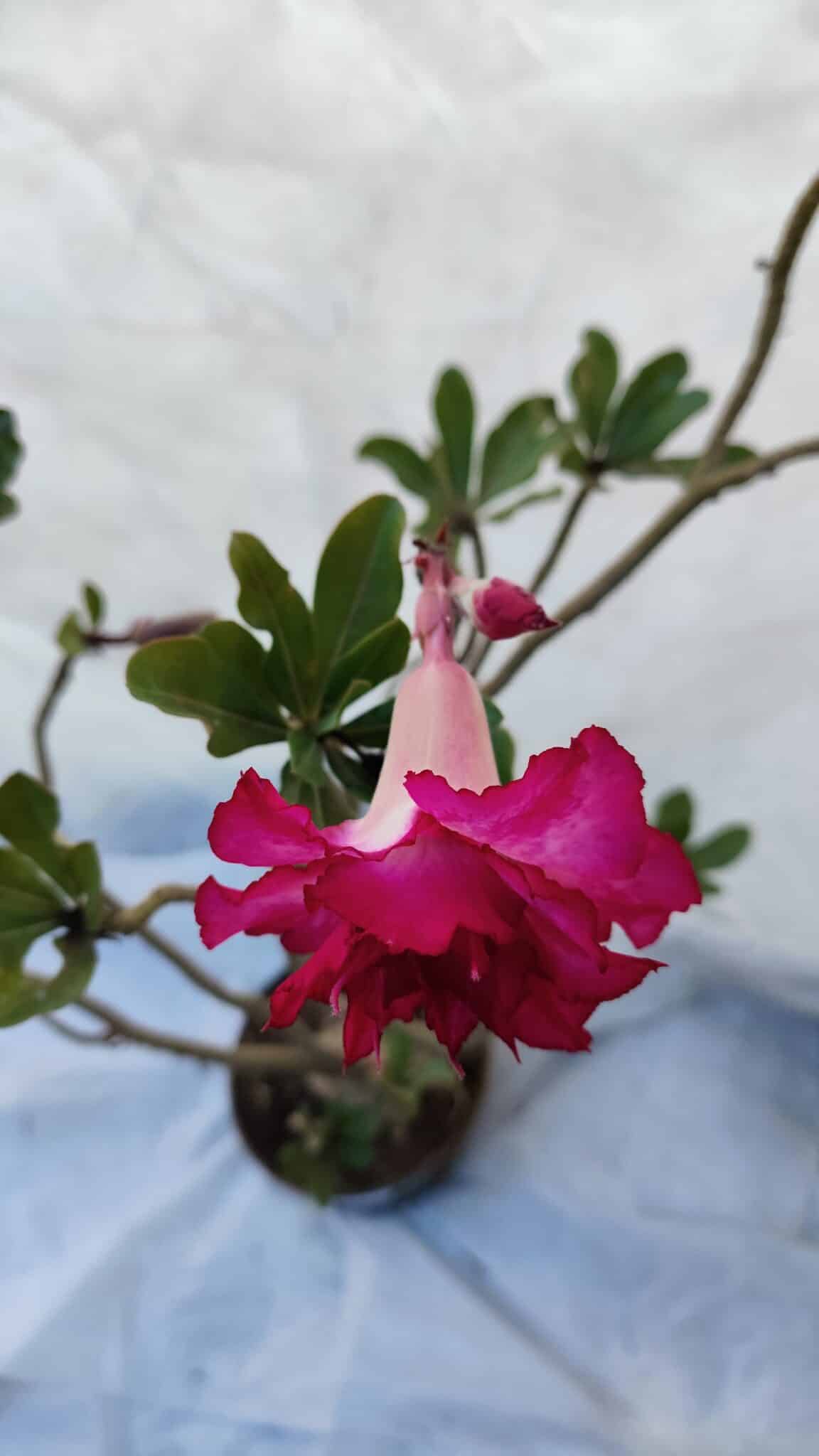 Planta Dobrada 3197 – 75cm – 05 anos
