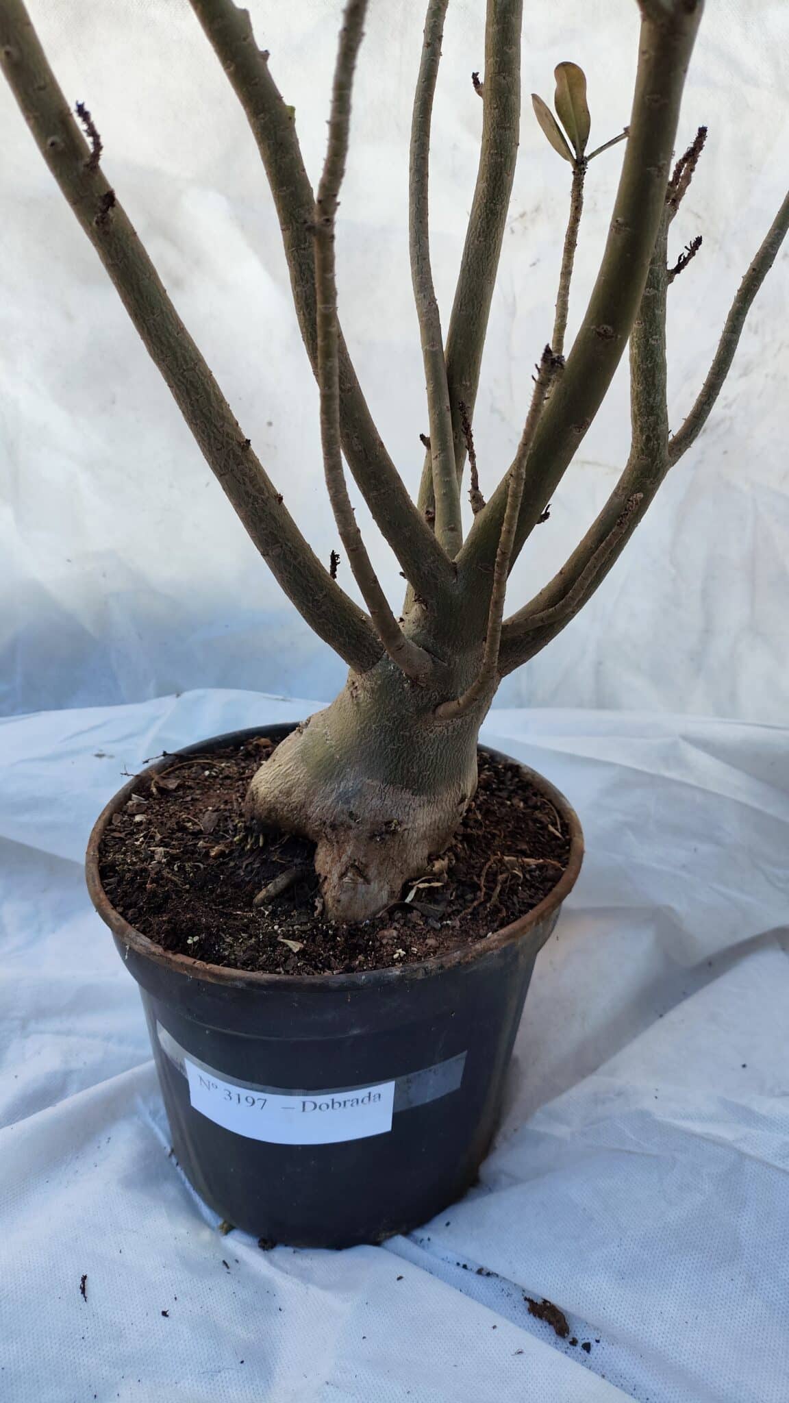 Planta Dobrada 3197 – 75cm – 05 anos