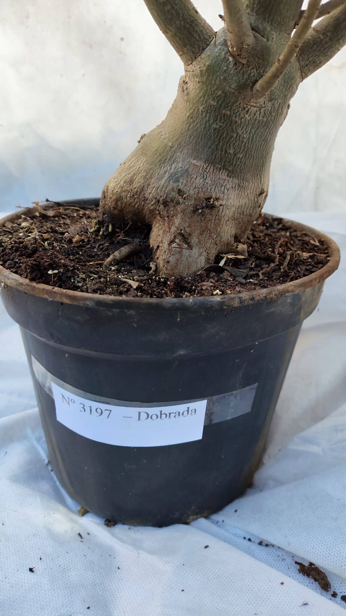Planta Dobrada 3197 – 75cm – 05 anos