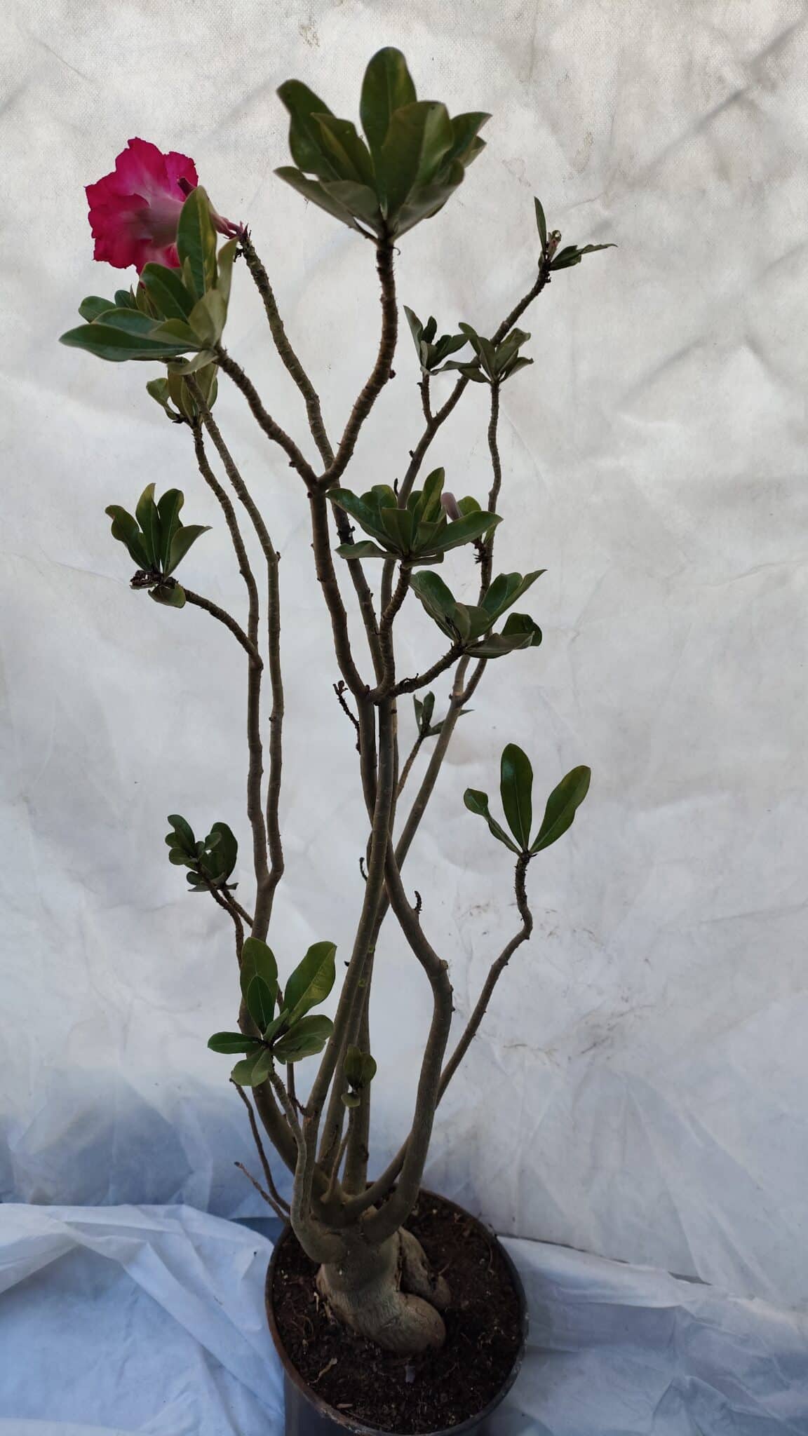 Planta Dobrada 3197 – 75cm – 05 anos