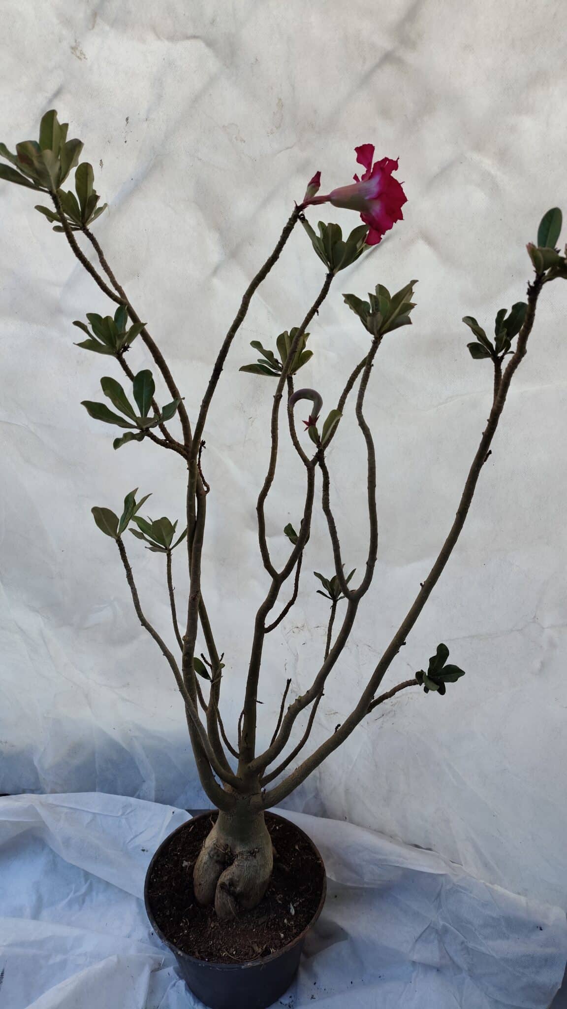 Planta Dobrada 3197 – 75cm – 05 anos