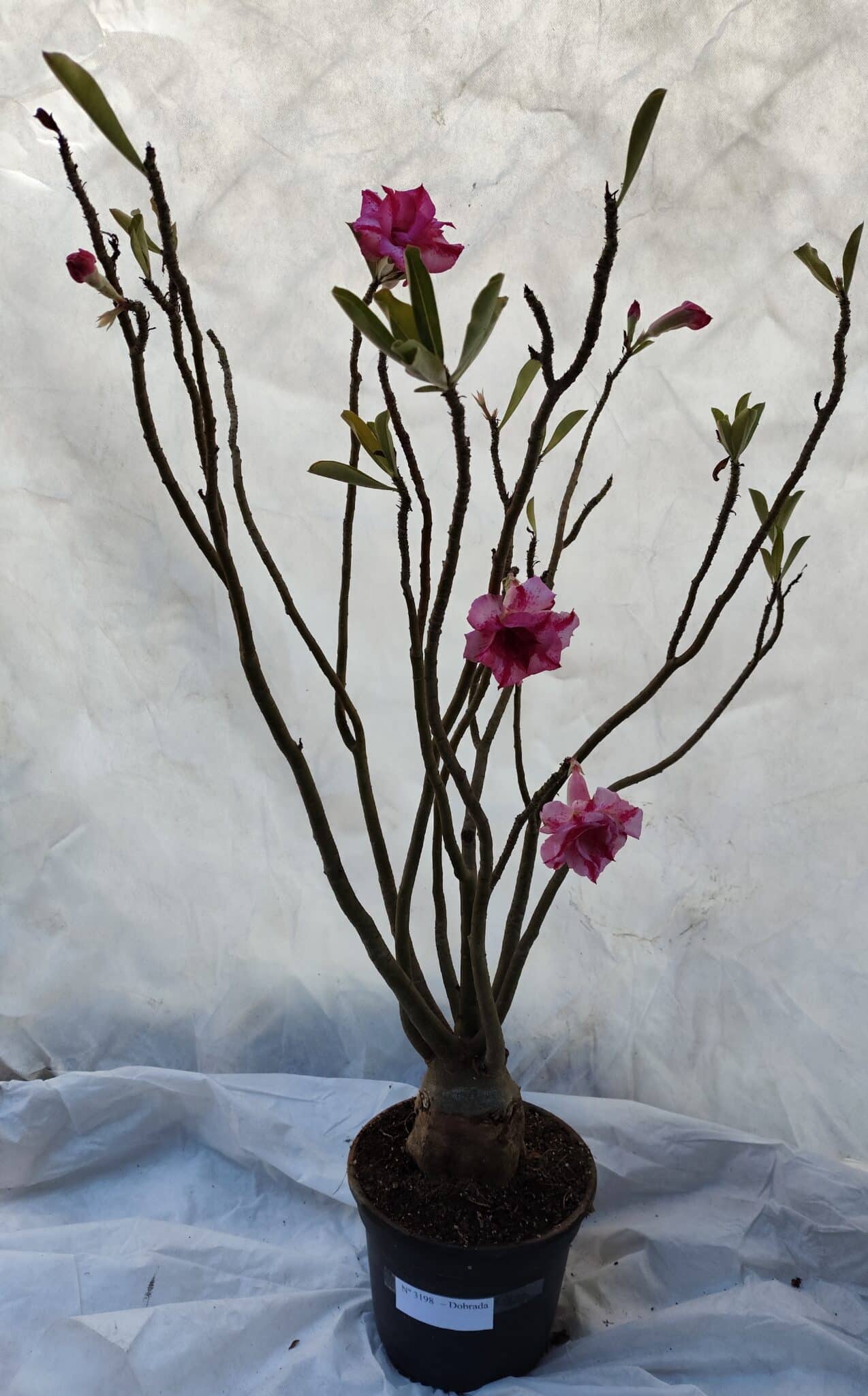 Planta Dobrada 3198 – 70cm – 05 anos