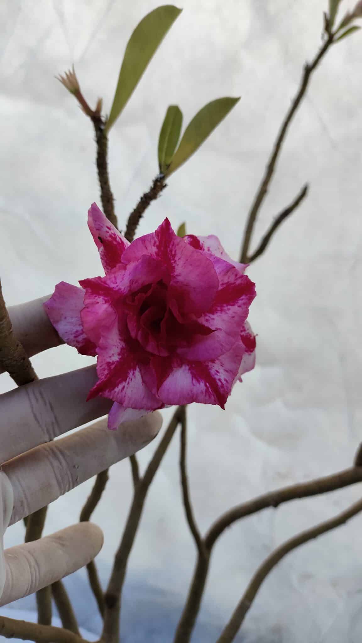 Planta Dobrada 3198 – 70cm – 05 anos