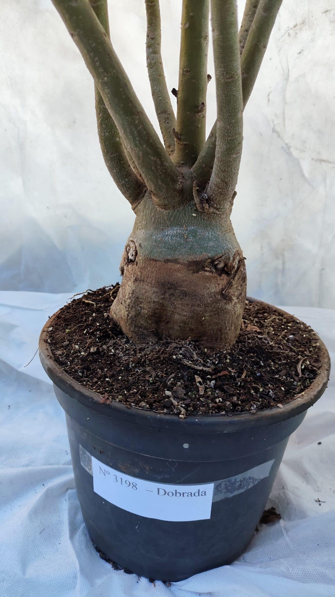 Planta Dobrada 3198 – 70cm – 05 anos