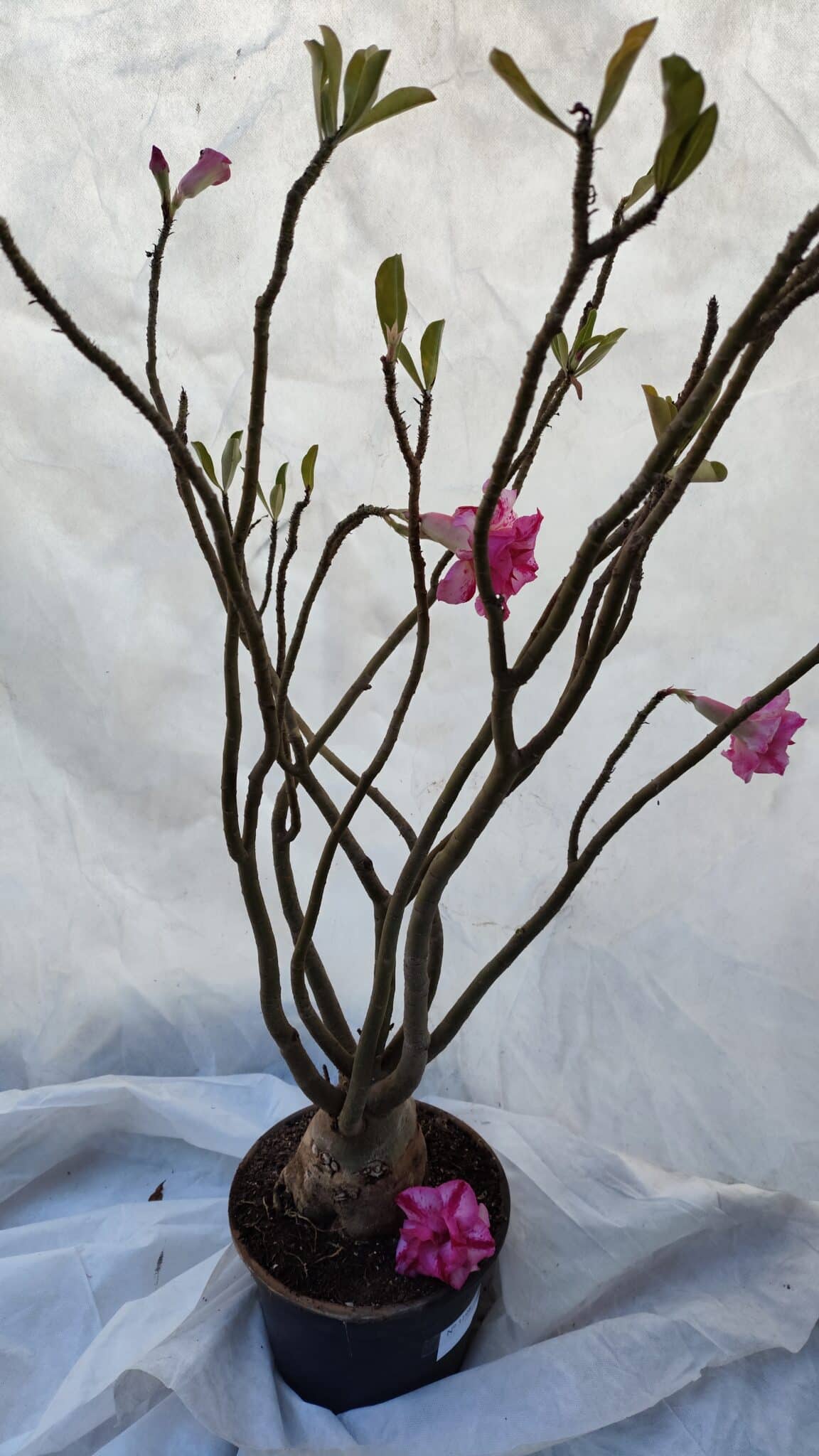 Planta Dobrada 3198 – 70cm – 05 anos