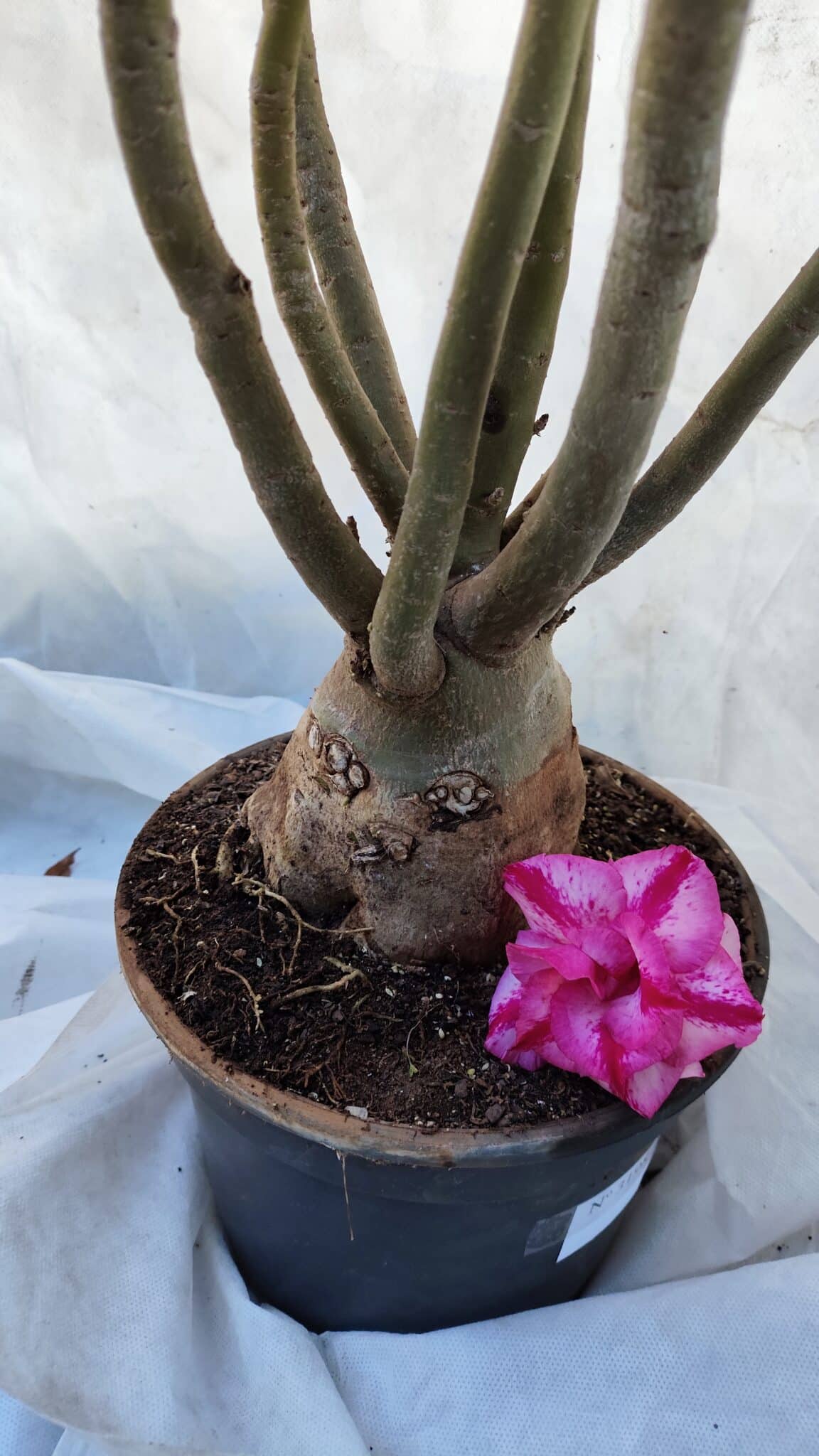 Planta Dobrada 3198 – 70cm – 05 anos