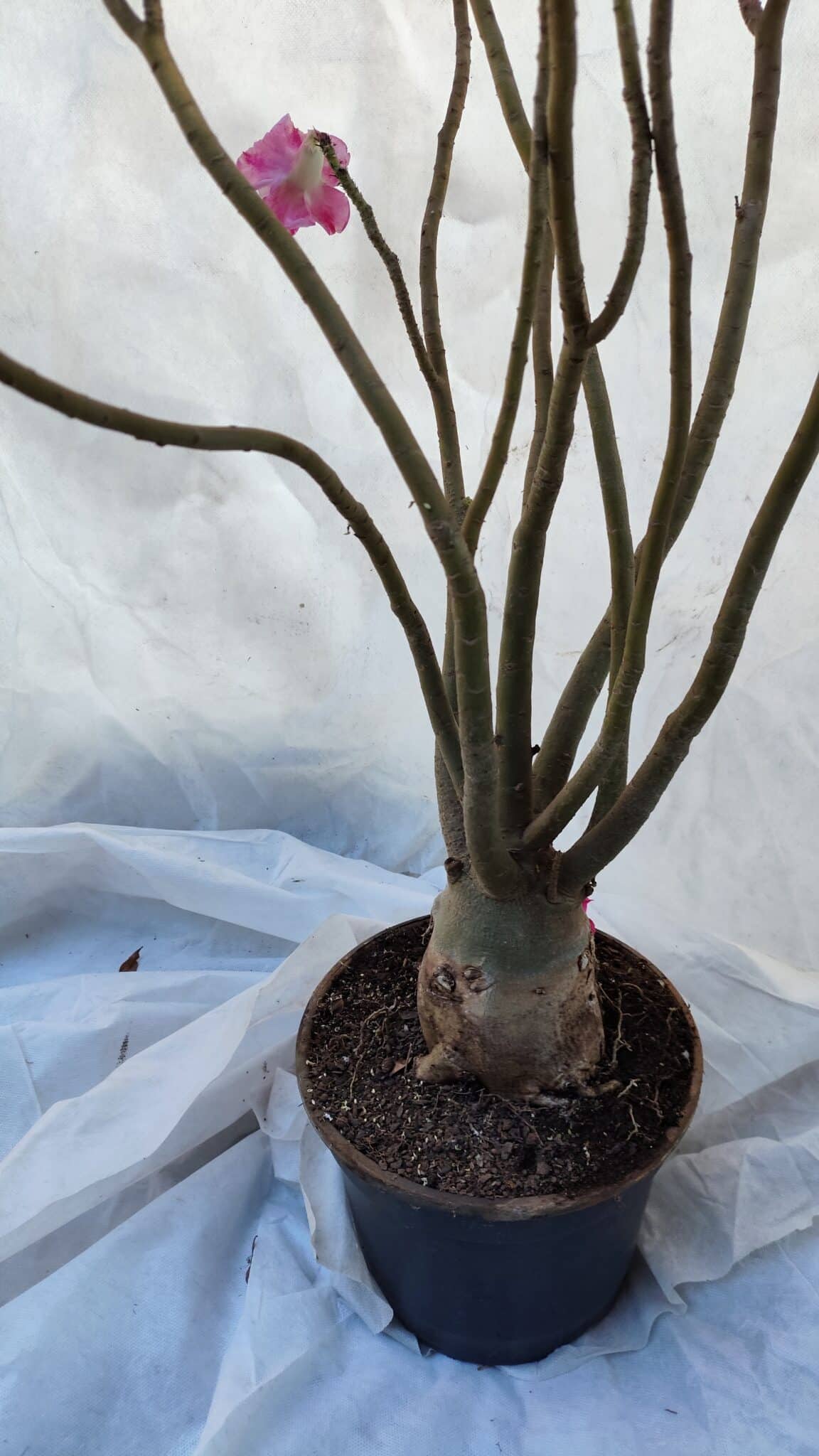 Planta Dobrada 3198 – 70cm – 05 anos